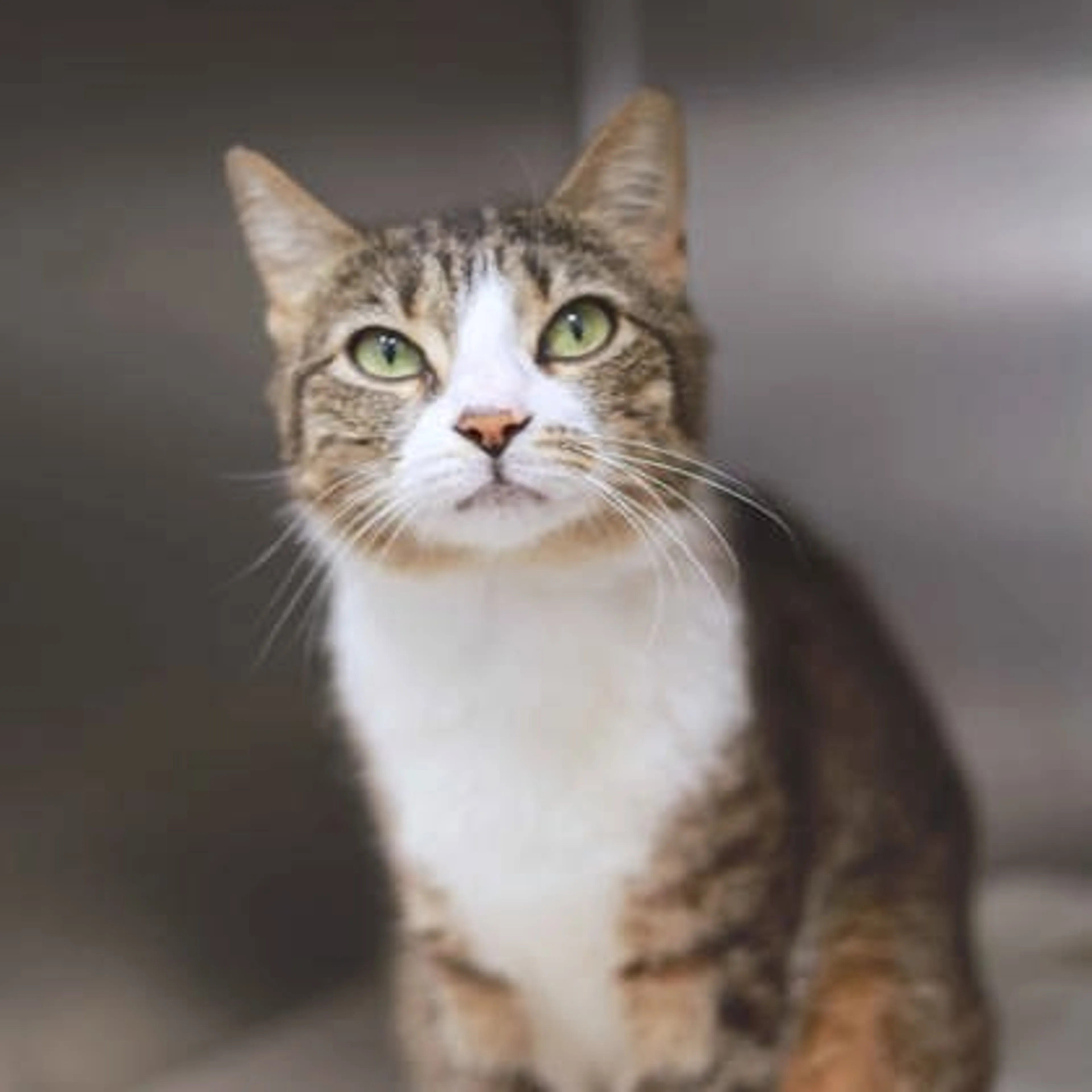 Found pet-1