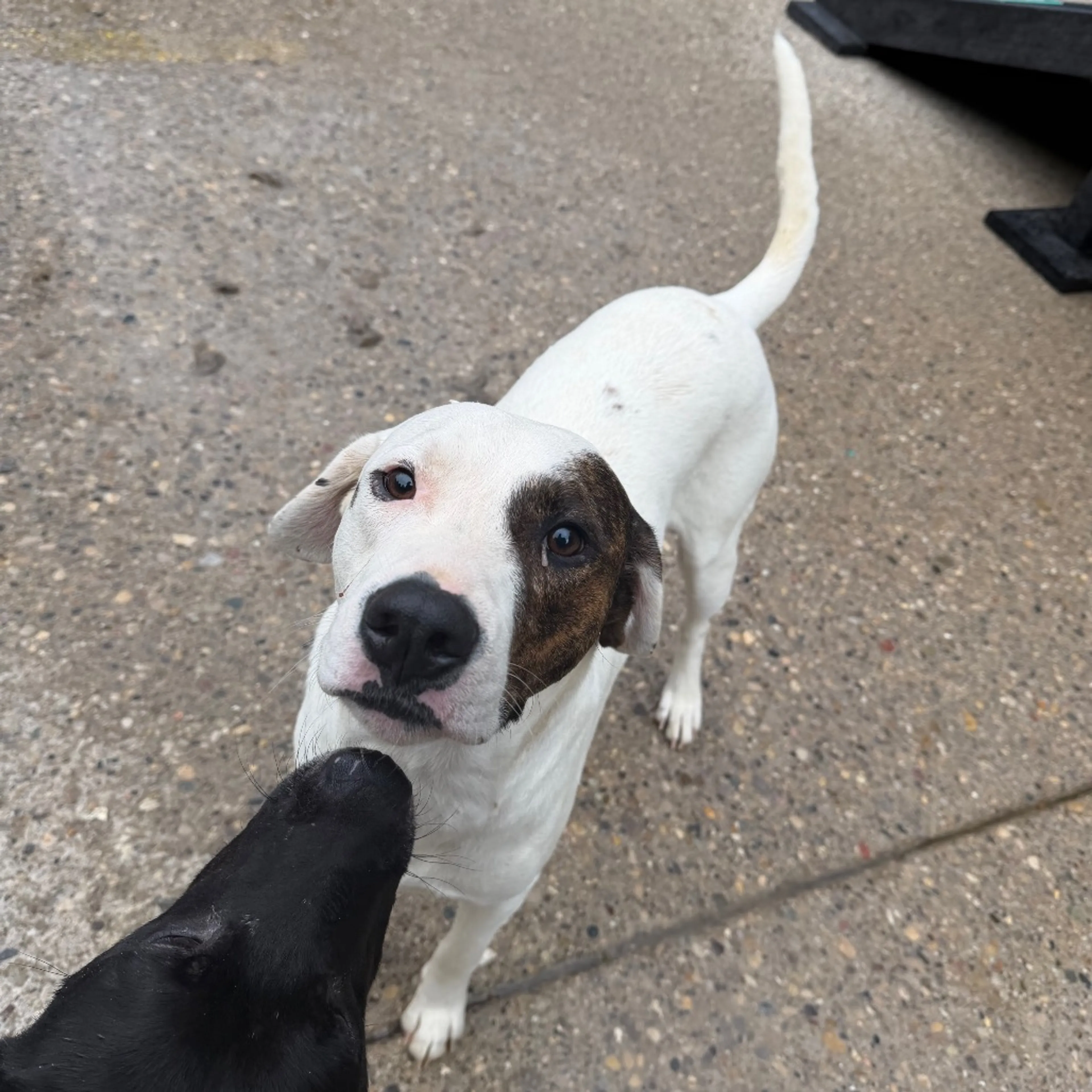 Found pet-1