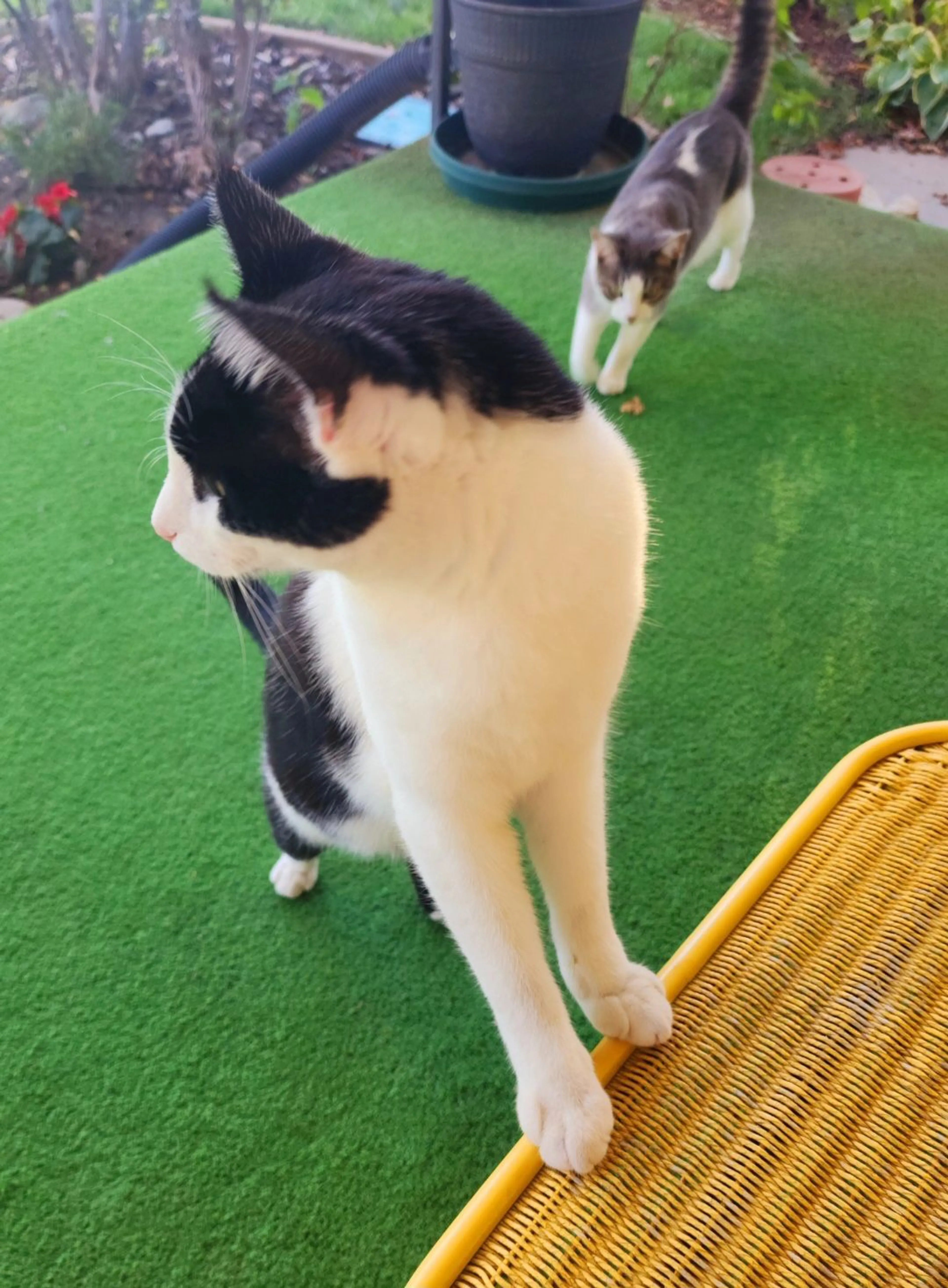 Lost pet-2