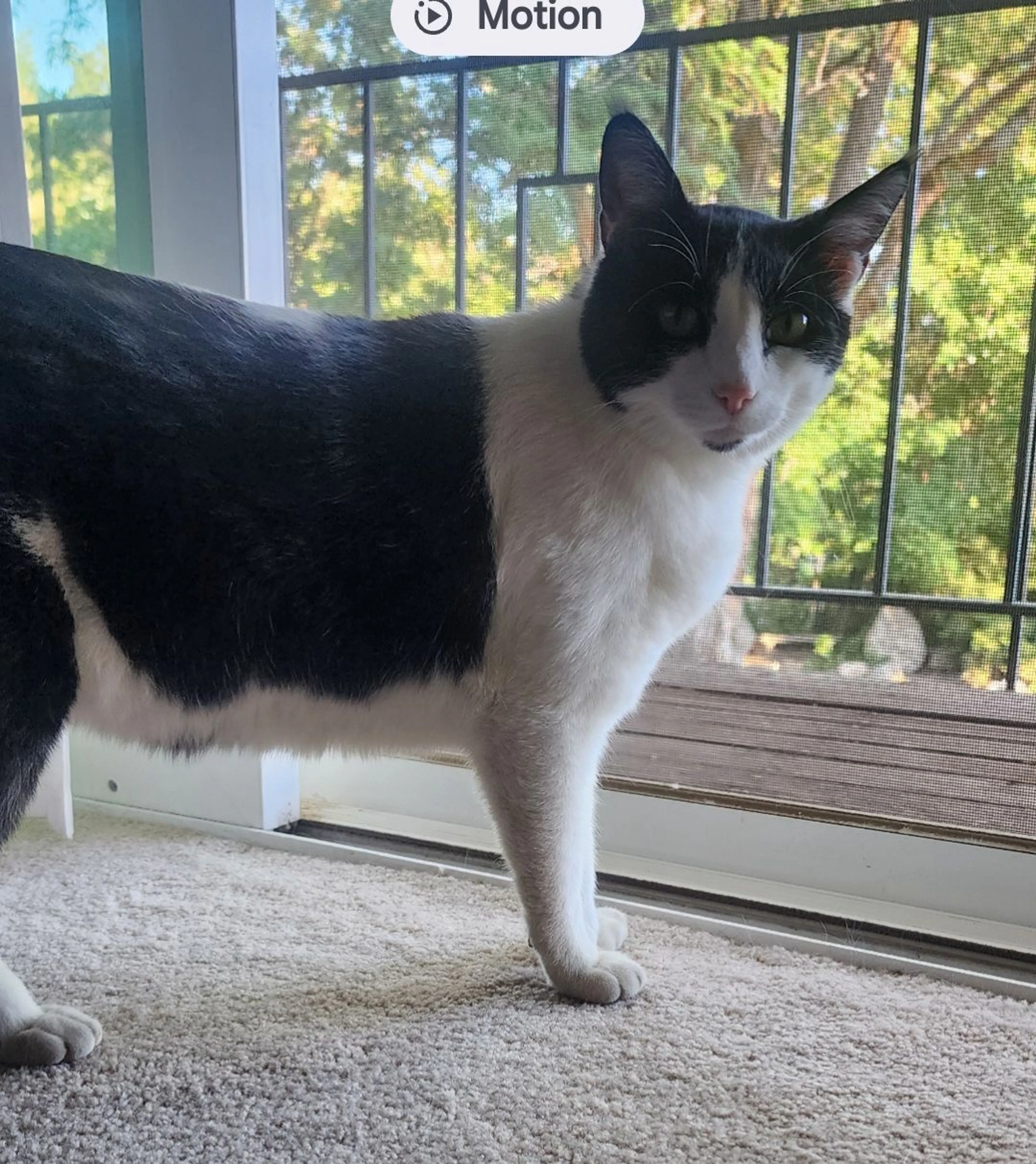 Lost pet-1