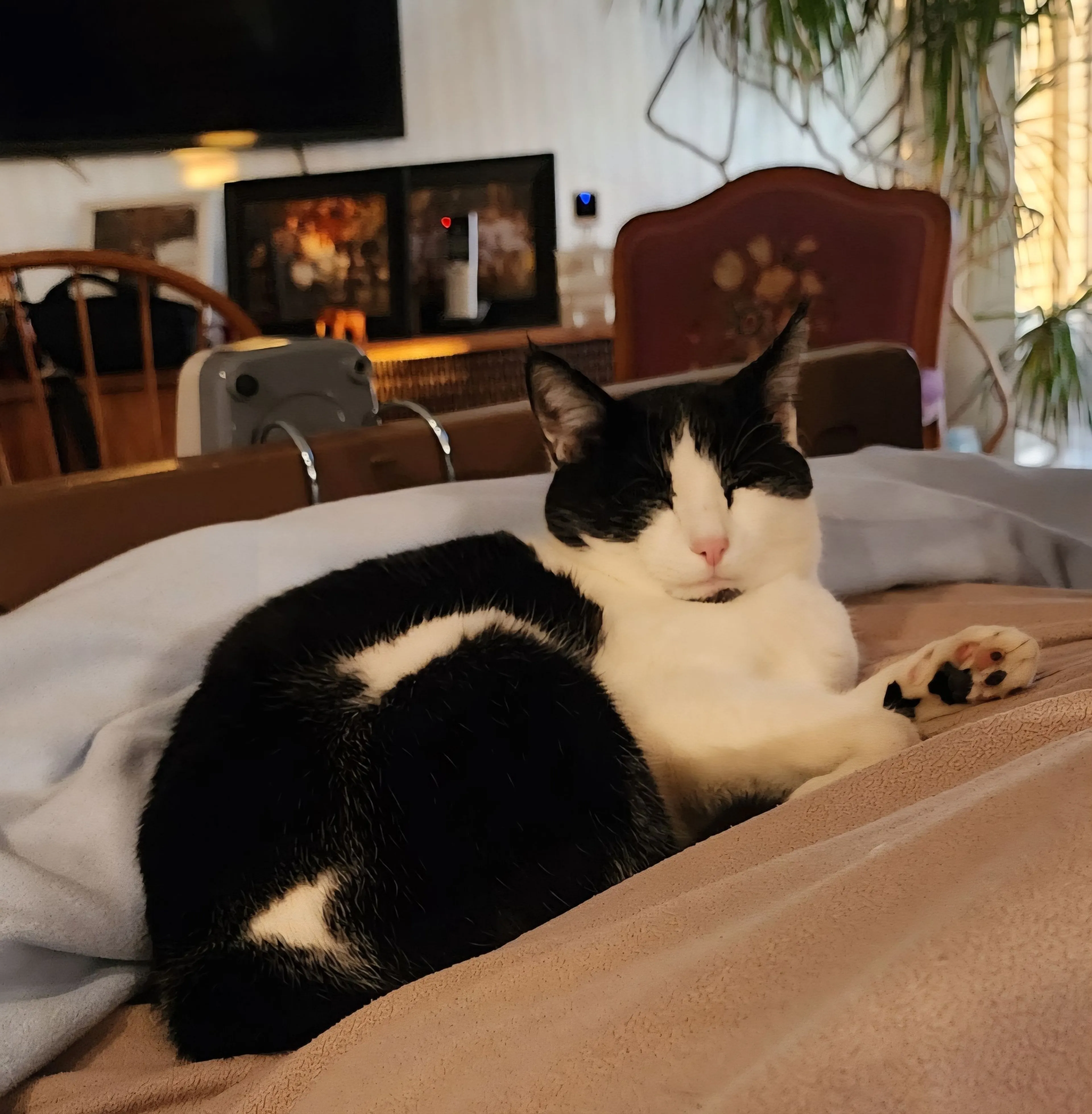 Lost pet-4
