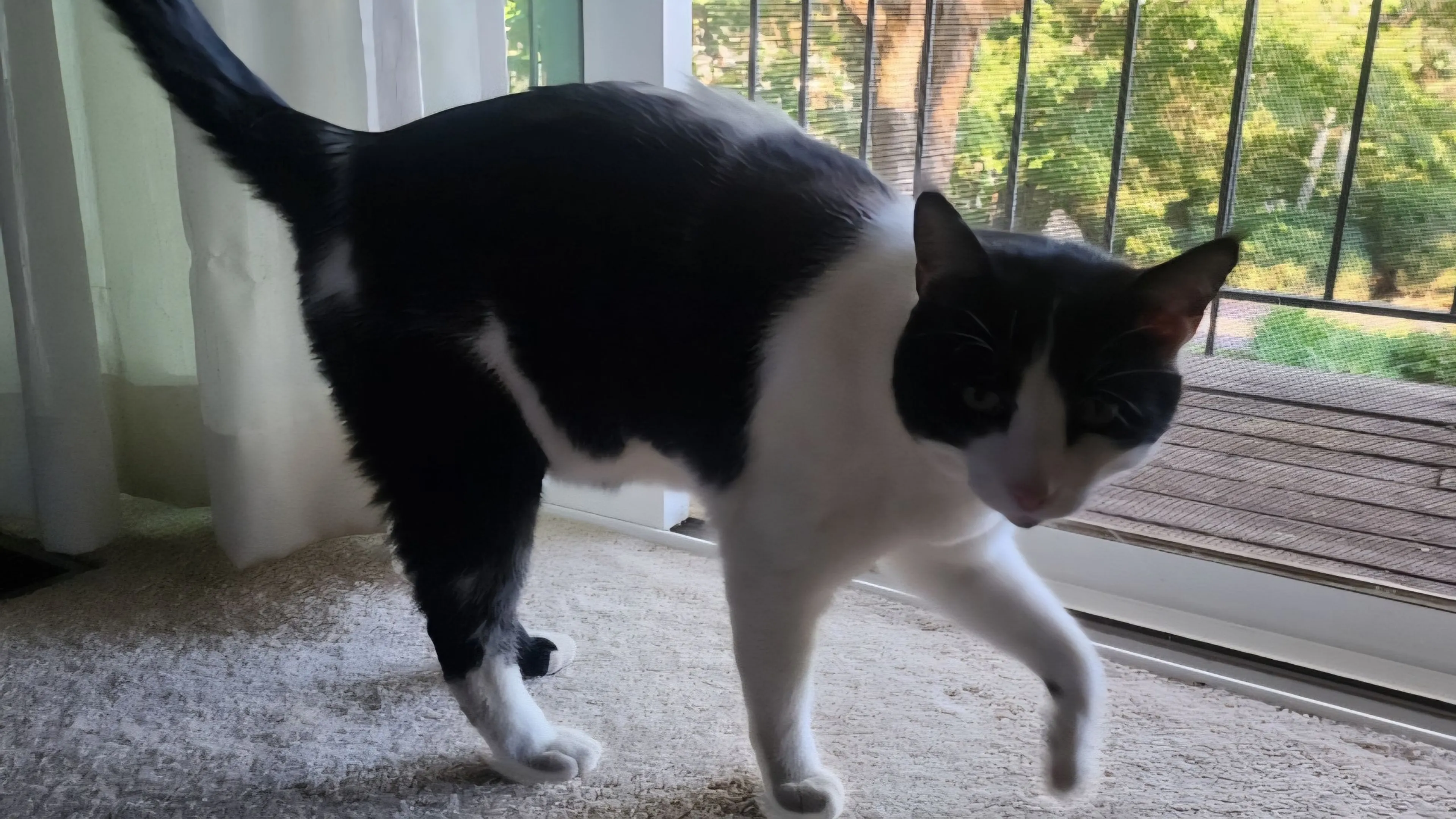 Lost pet-0