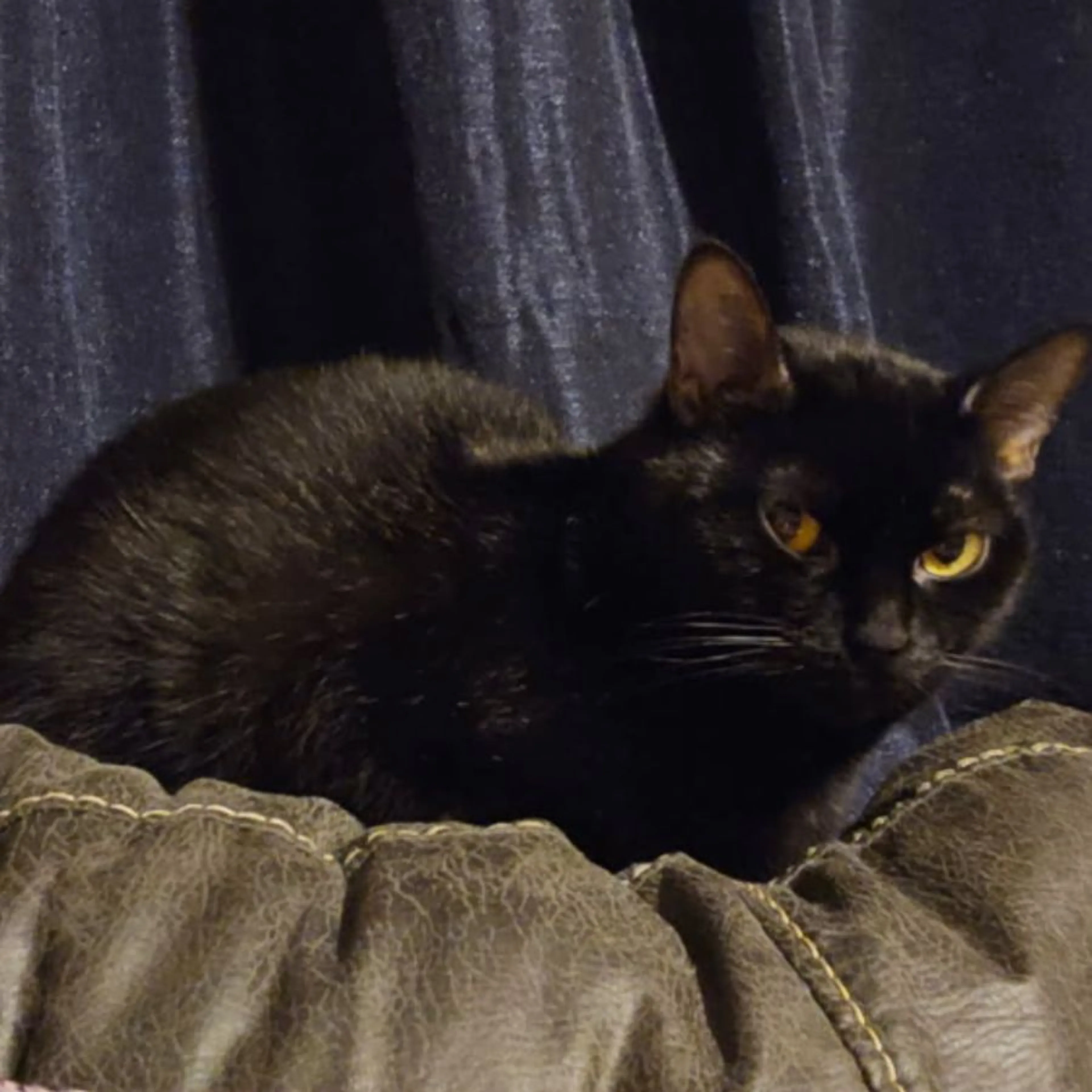 Lost pet