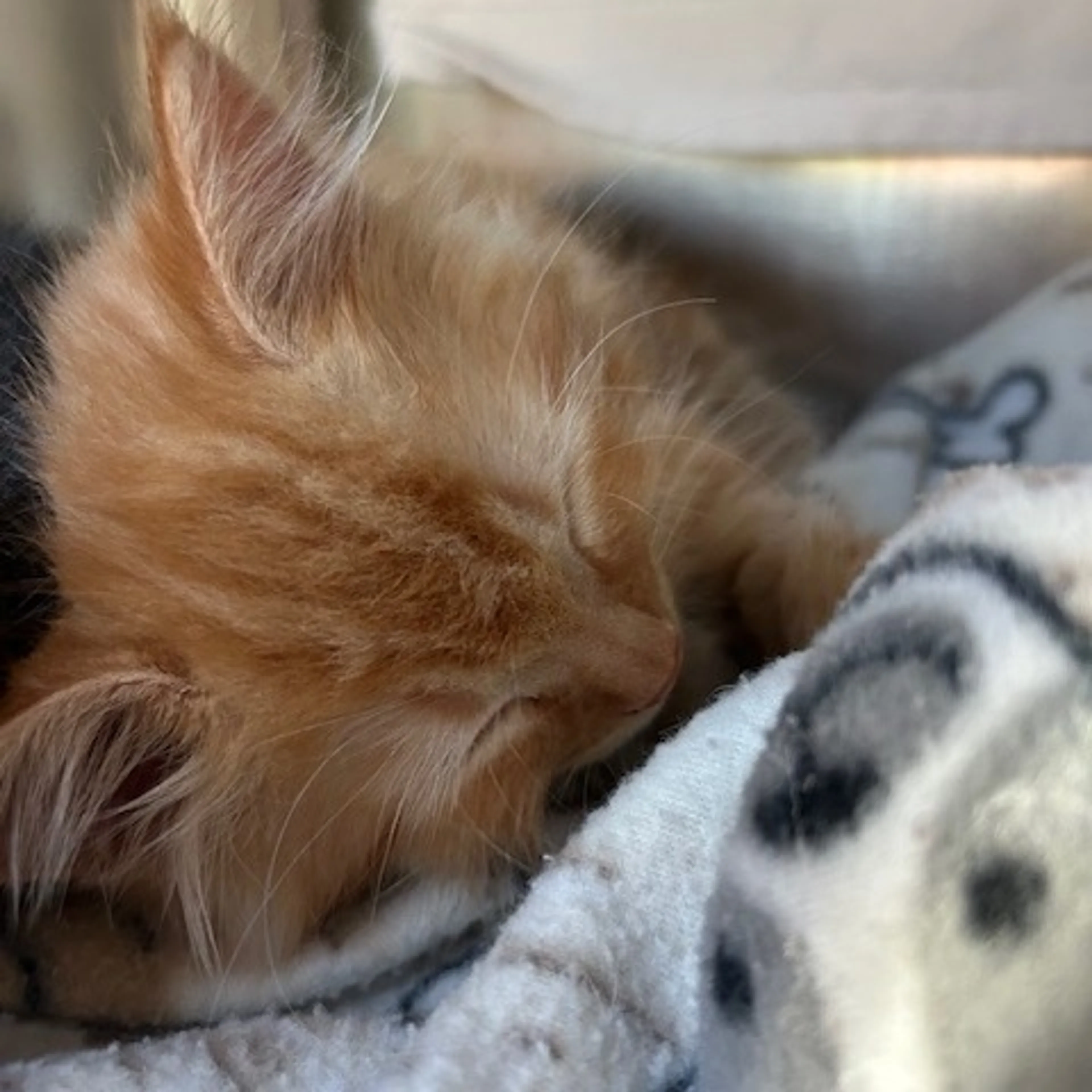 Found pet-1