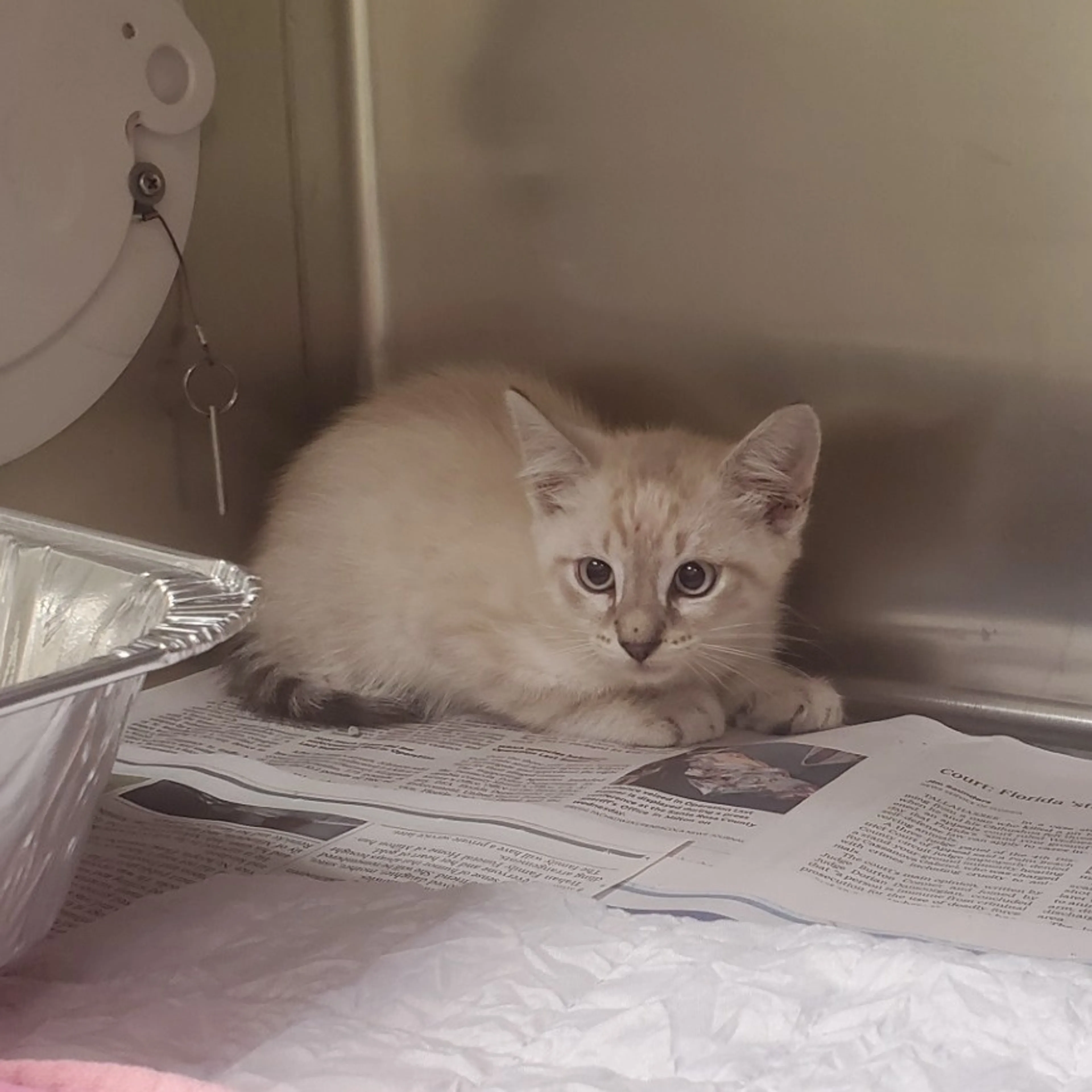 Found pet-1