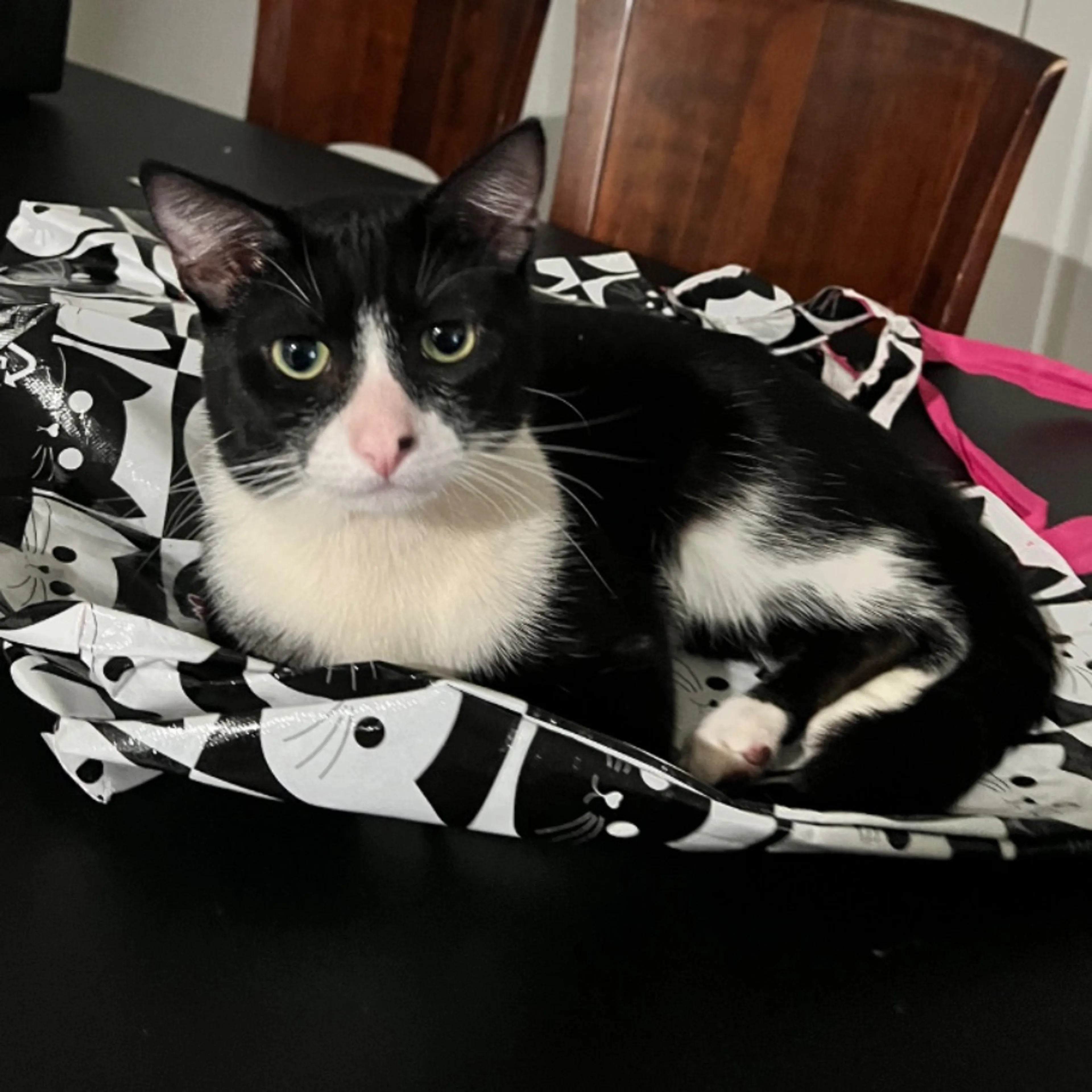 Lost pet-0