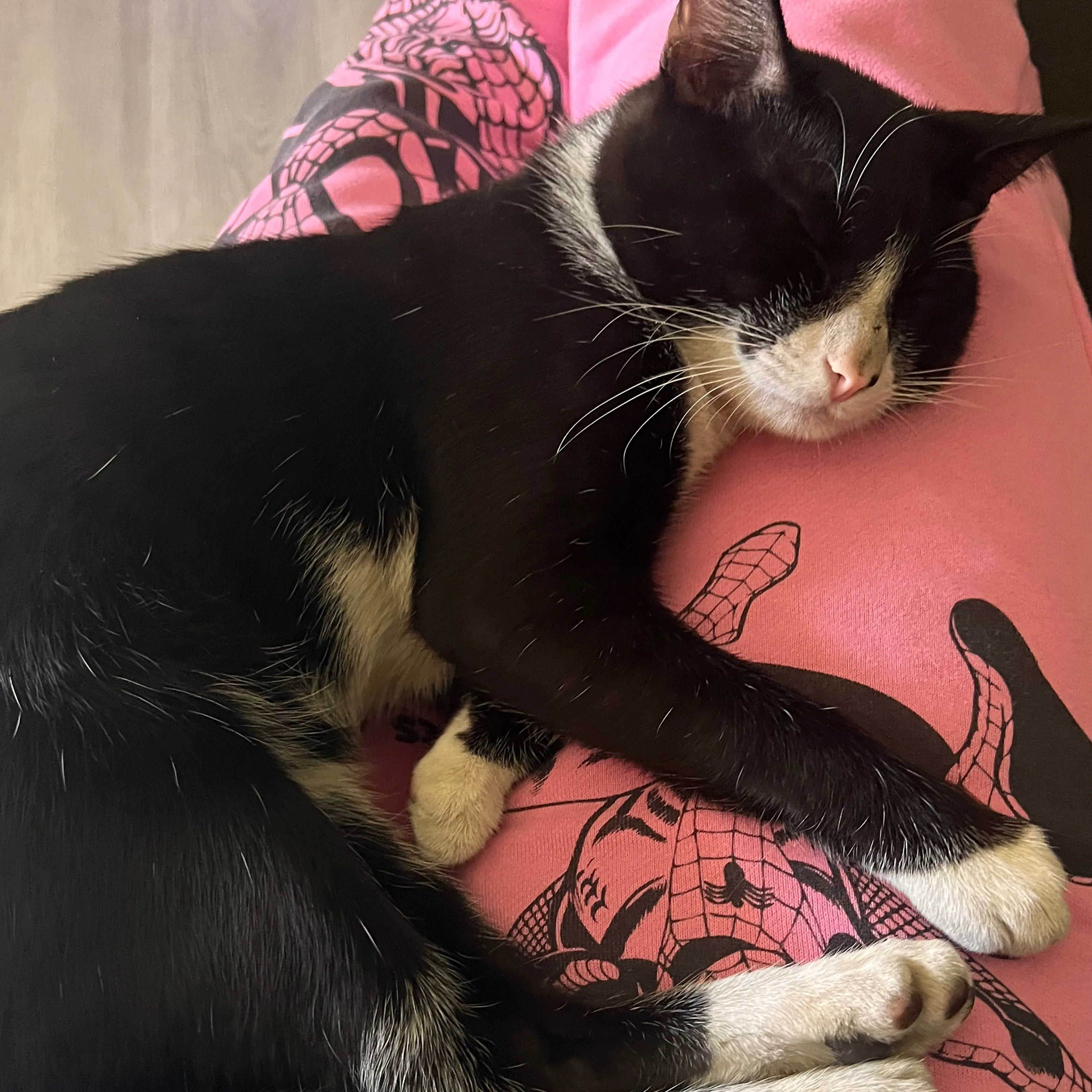 Lost pet-2