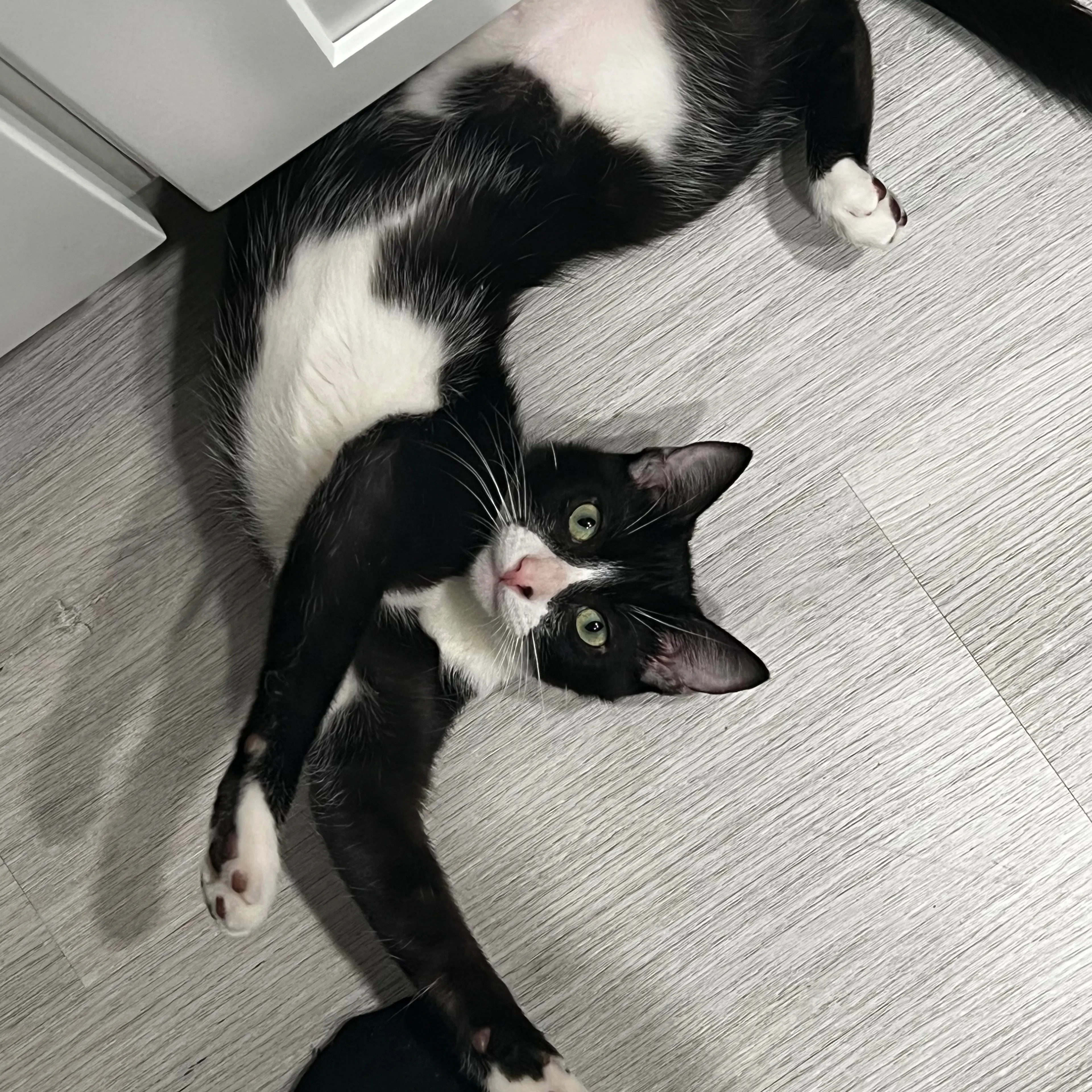 Lost pet-1