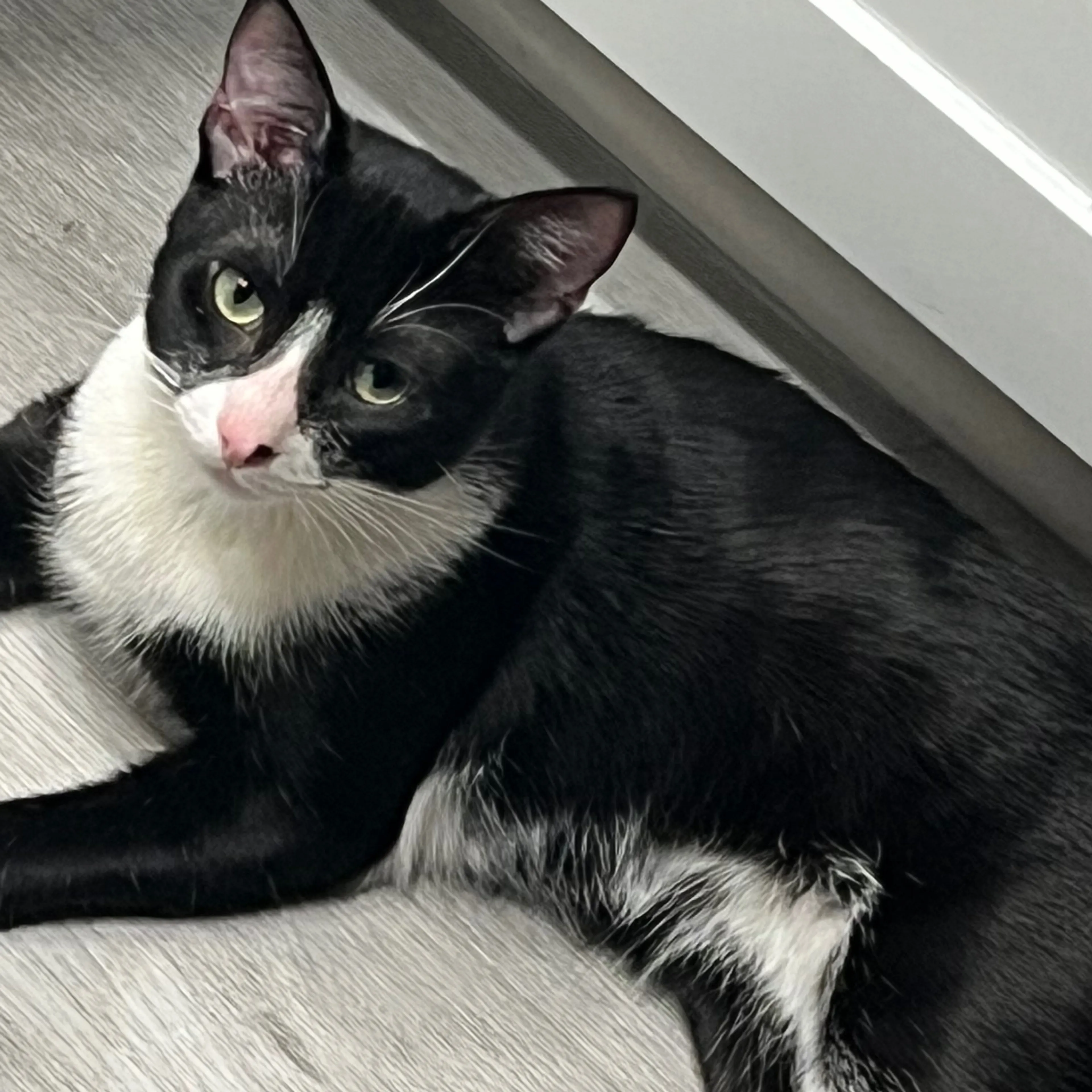 Lost pet-3