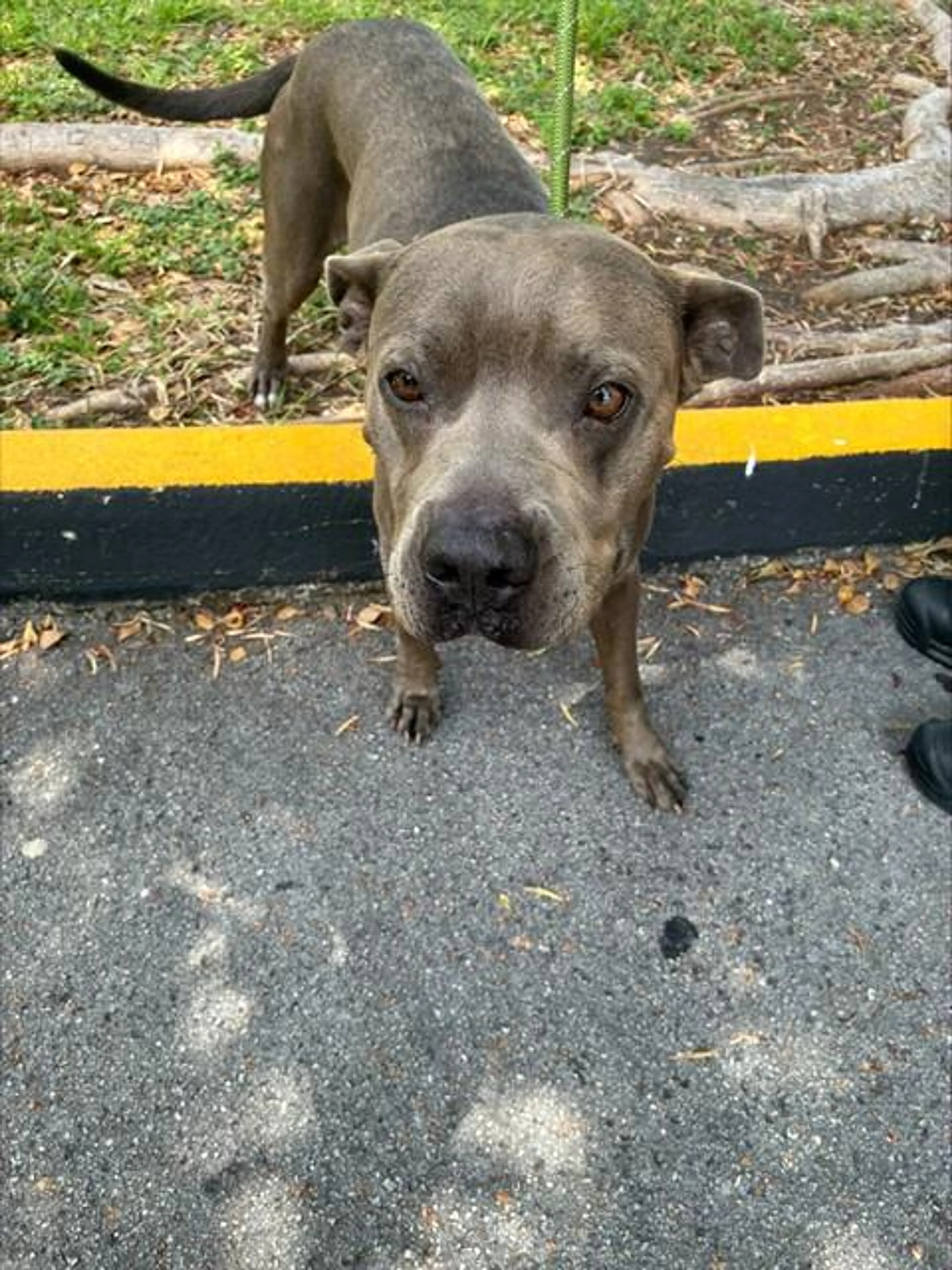 Found pet