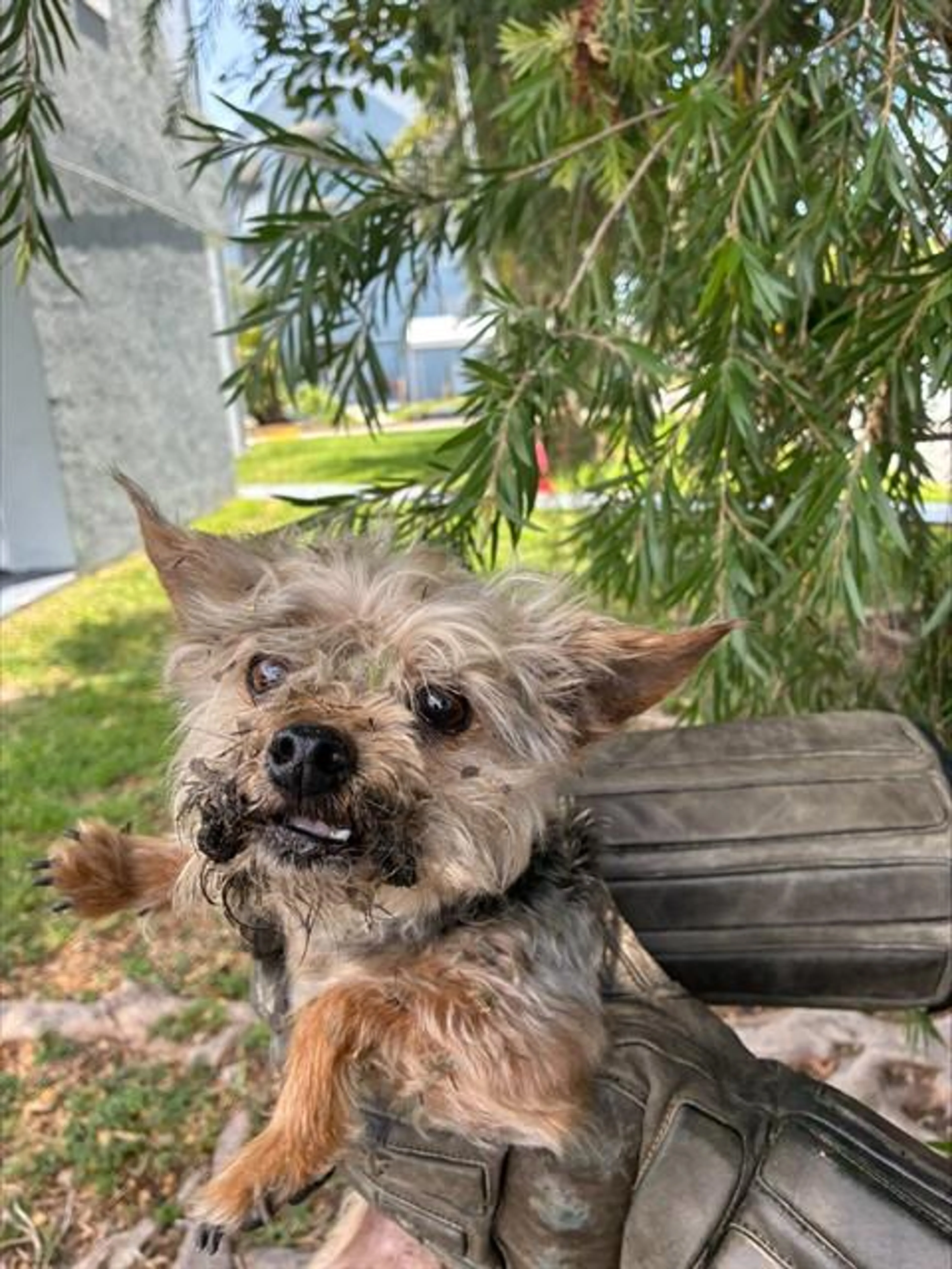 Found pet