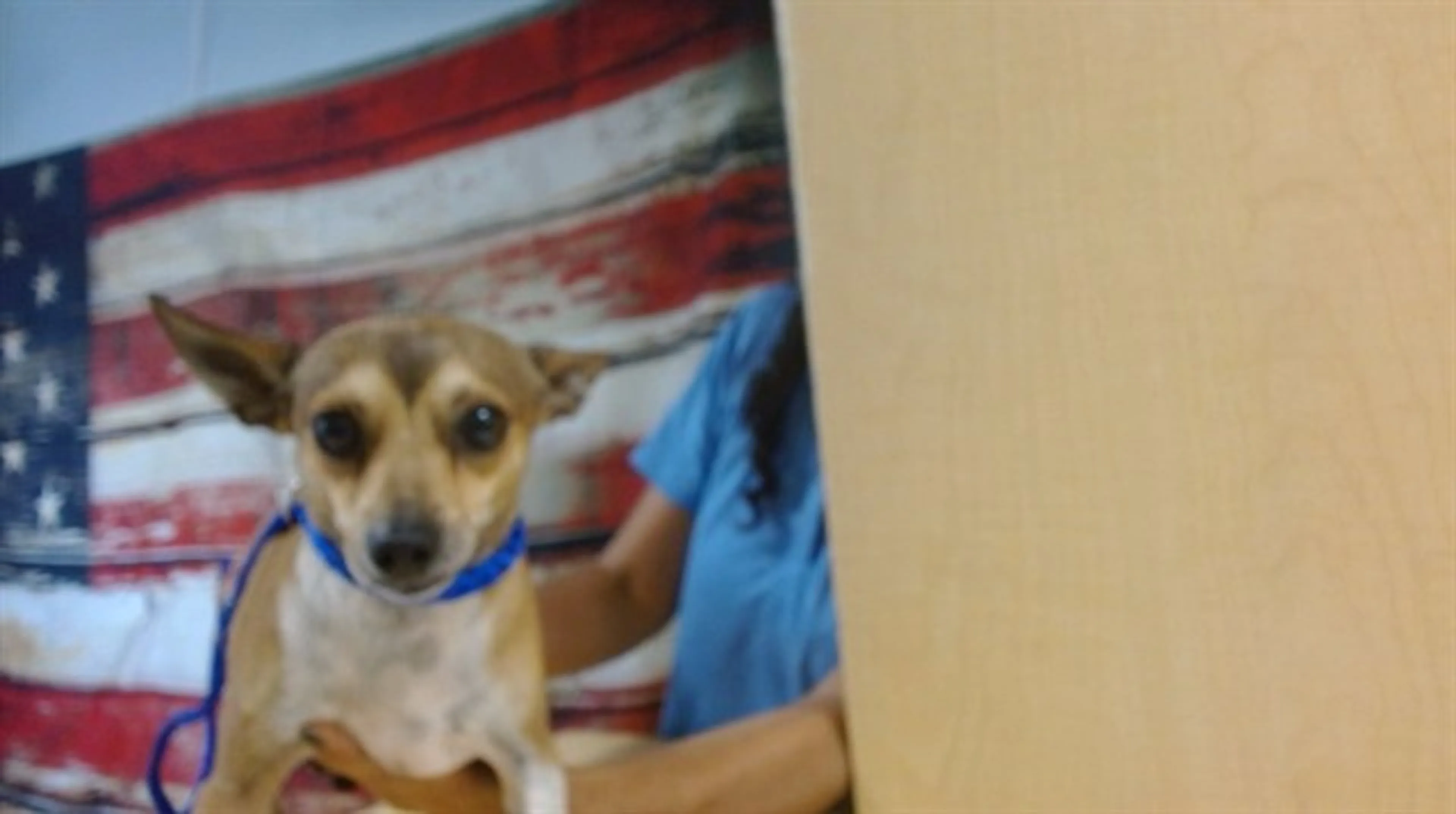 Found pet