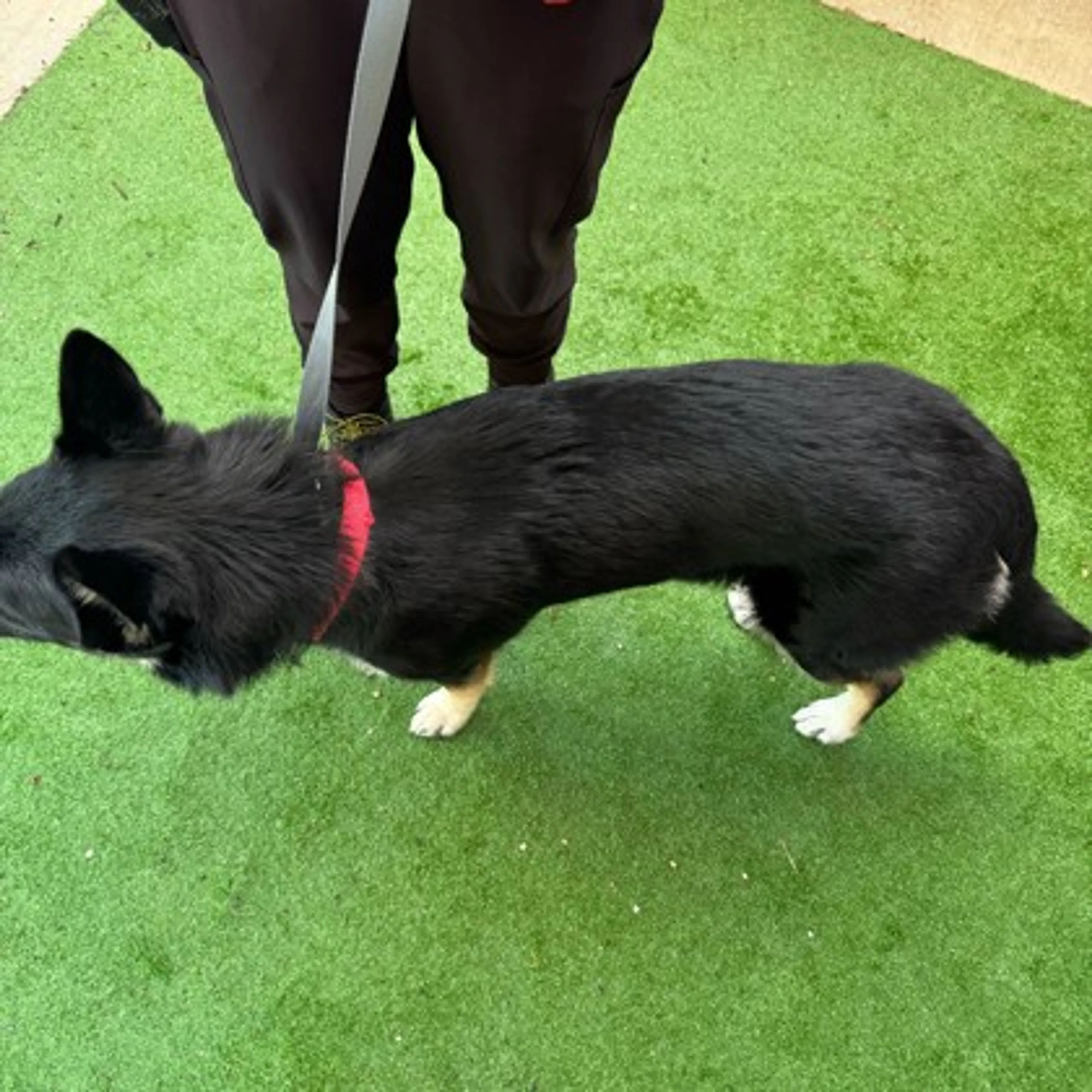 Found pet-1