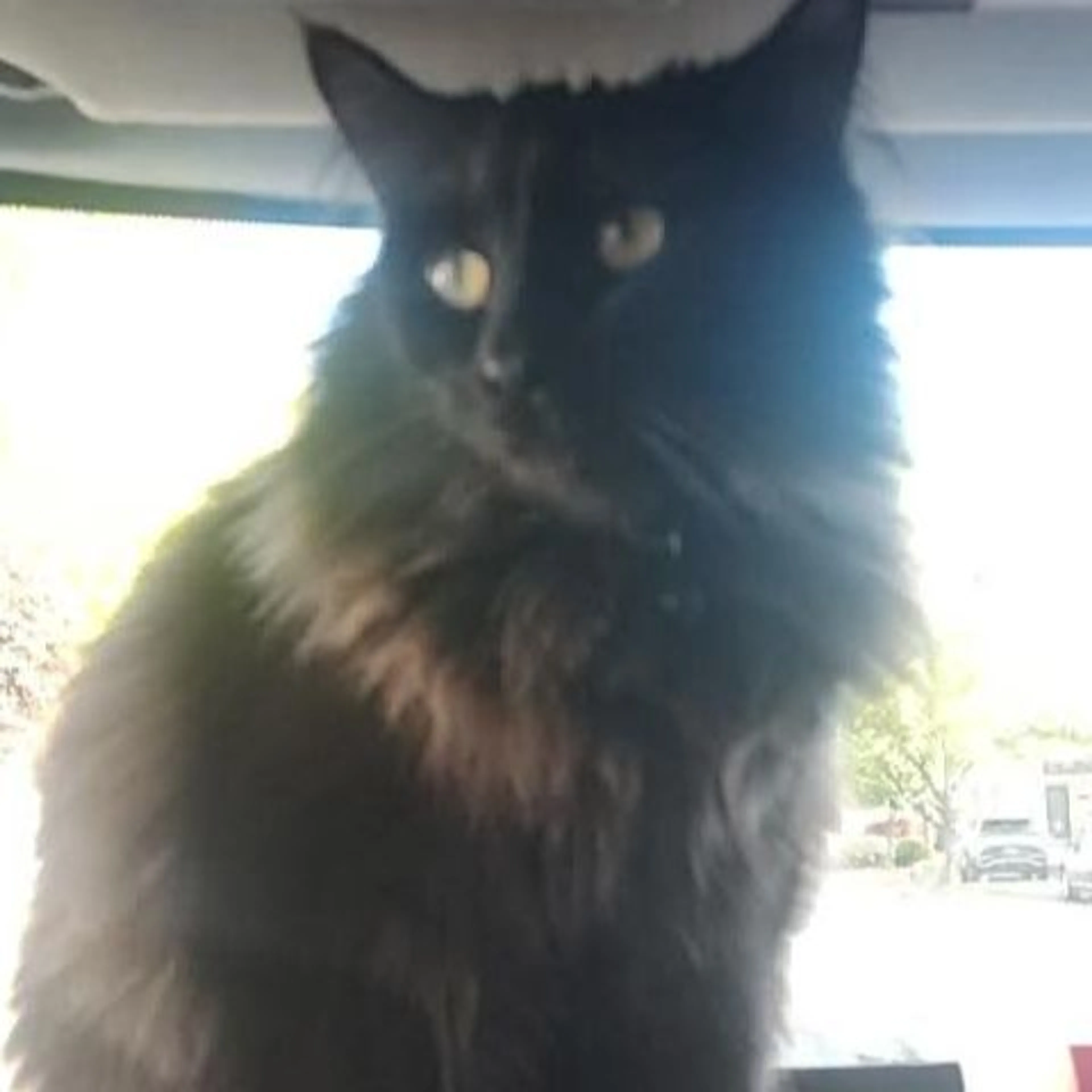Lost pet