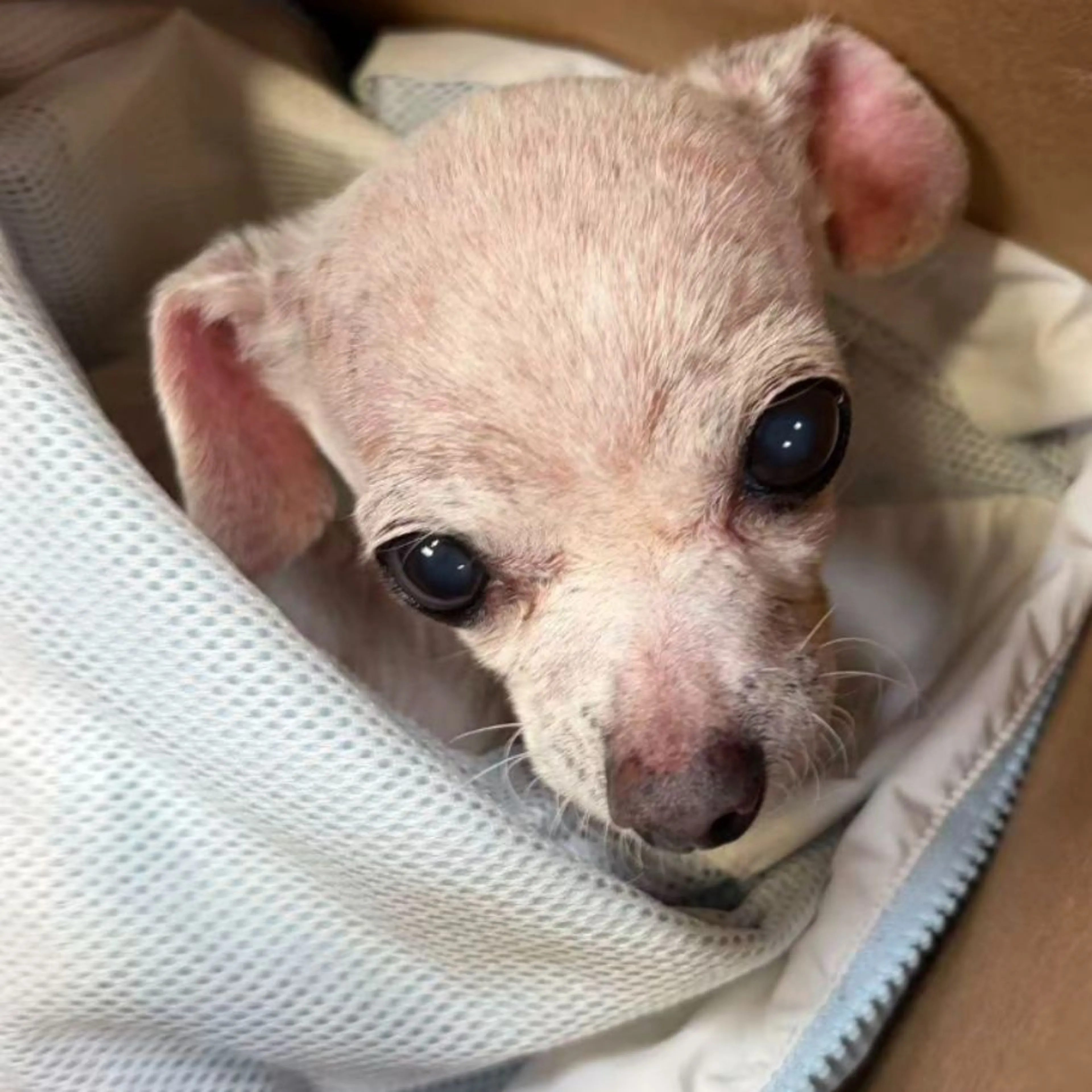 Found pet