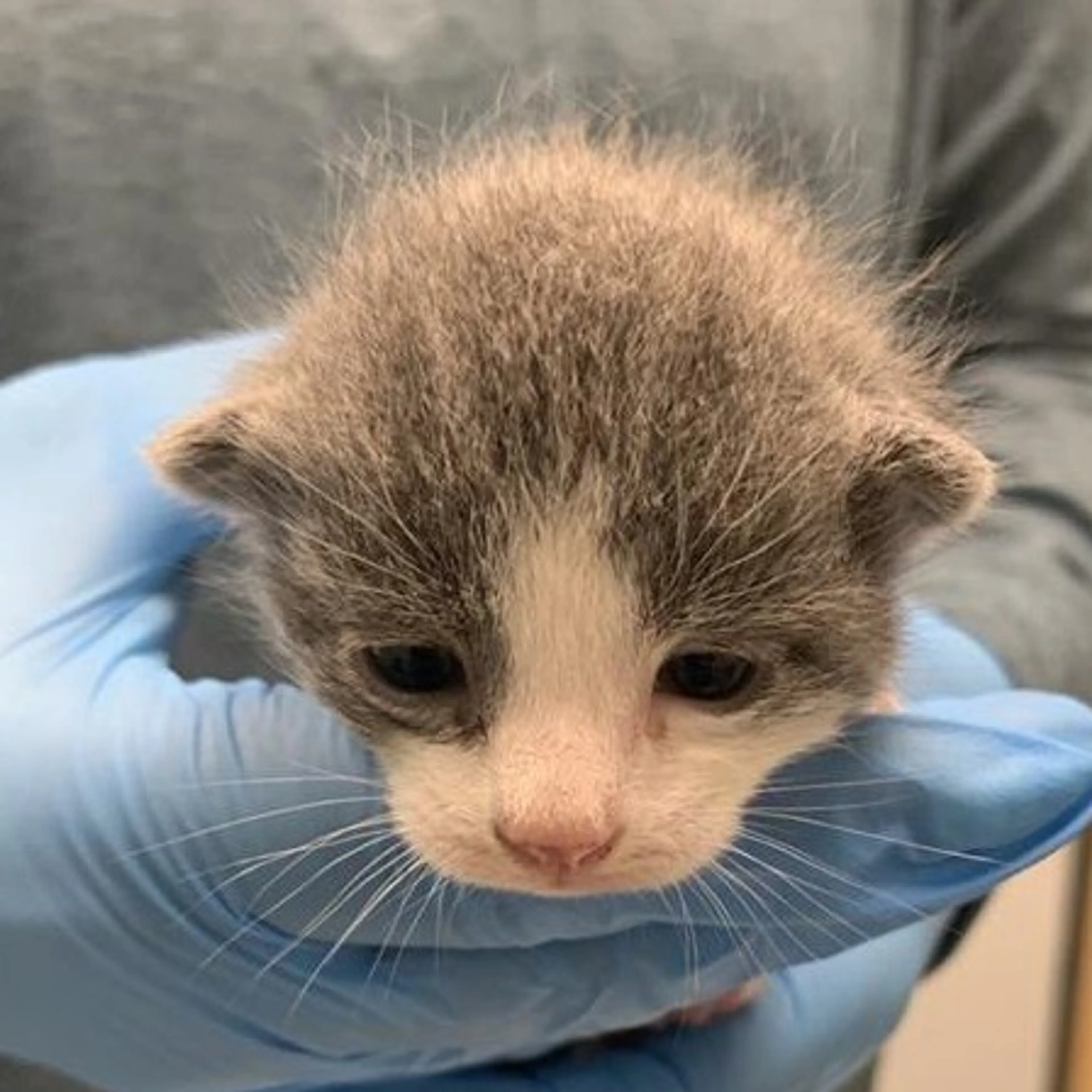 Found pet