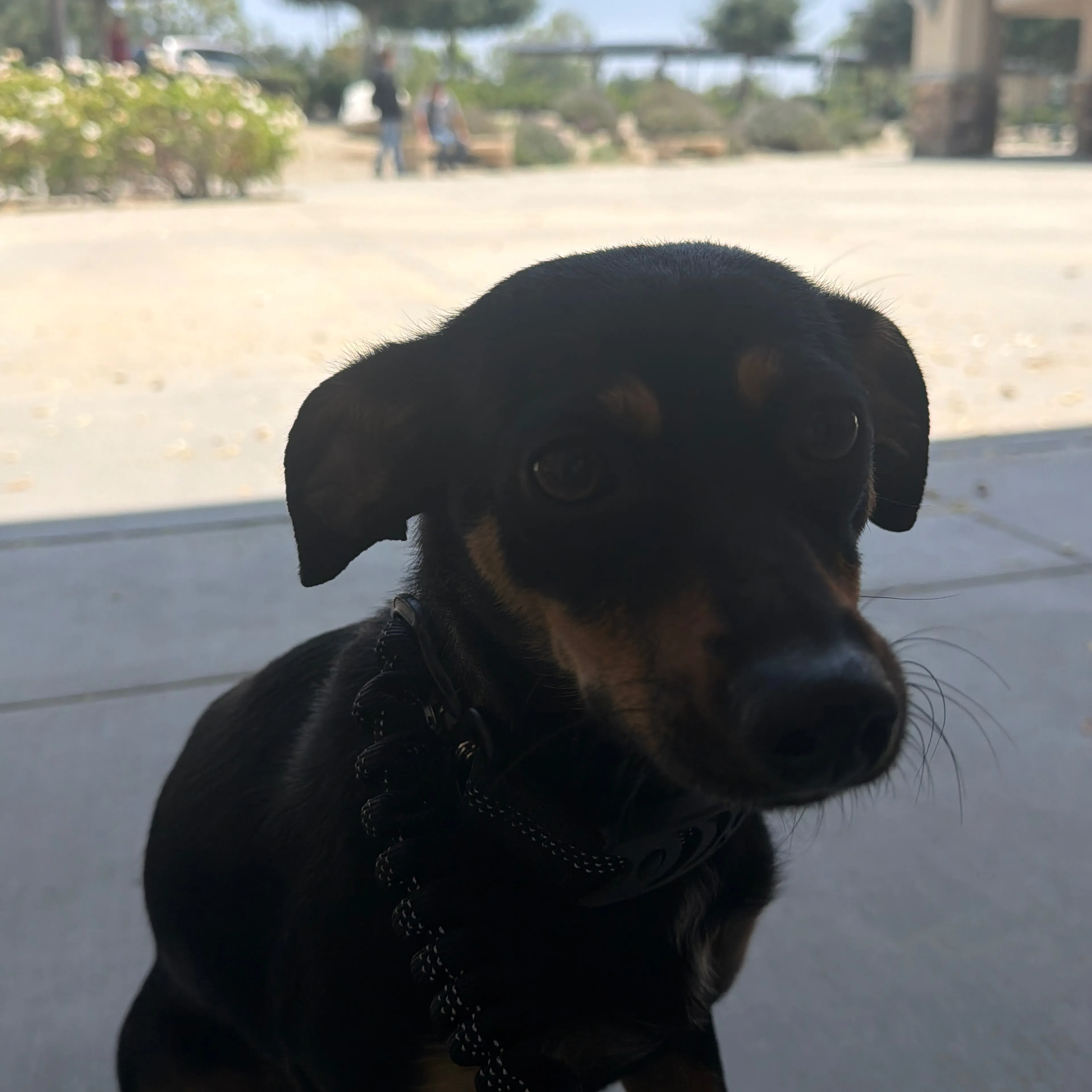 Found pet-2