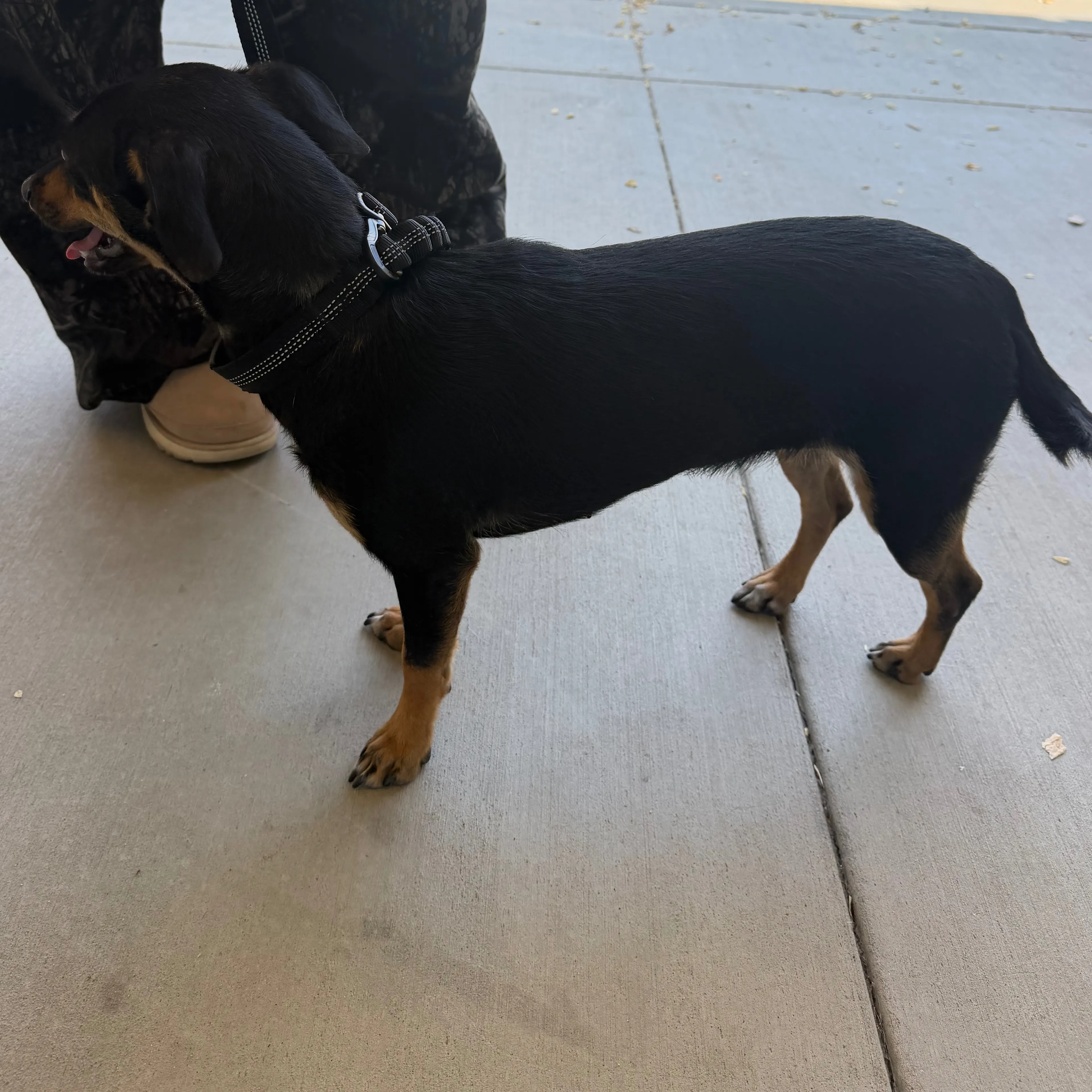 Found pet-1