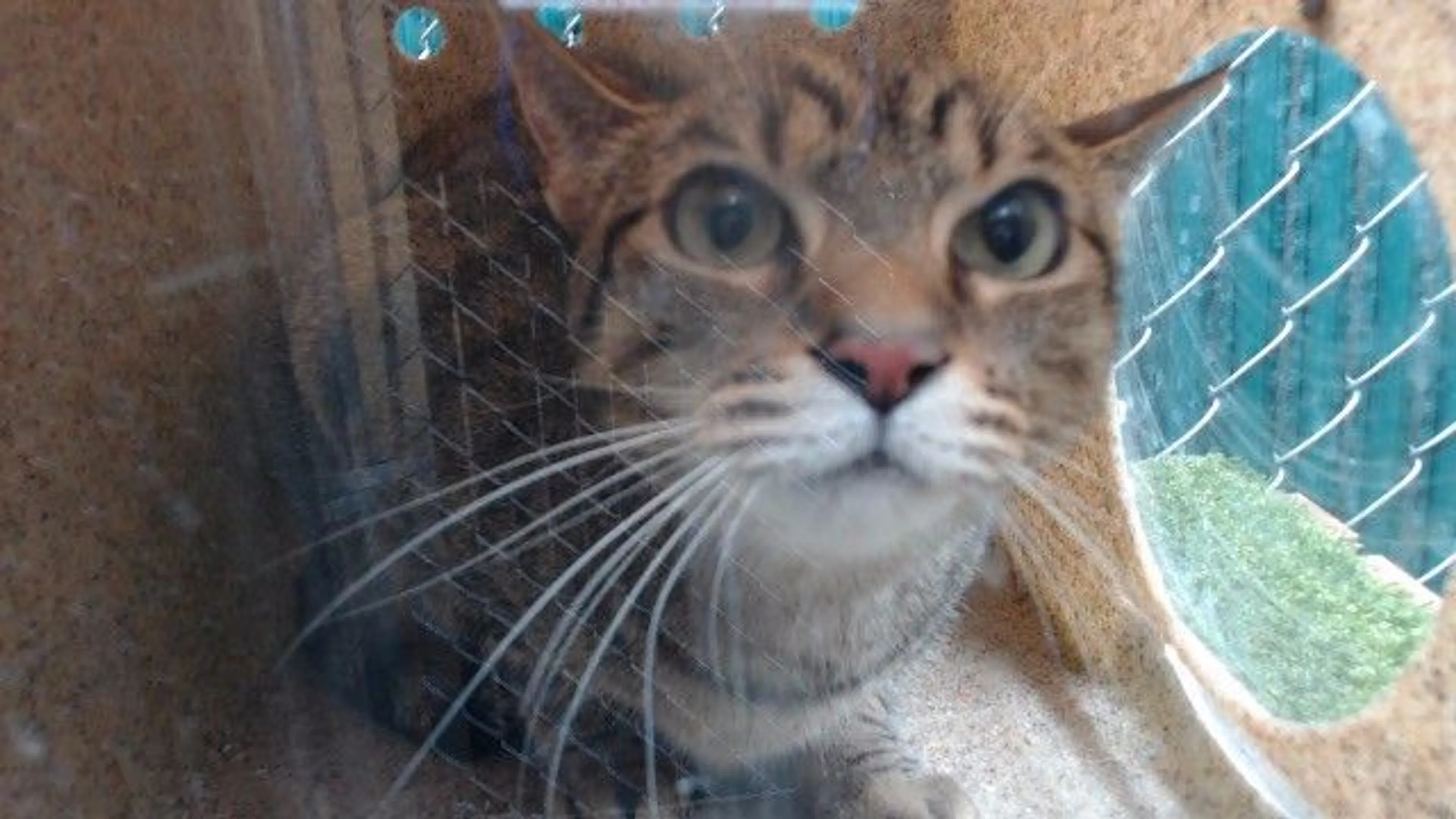 Found pet