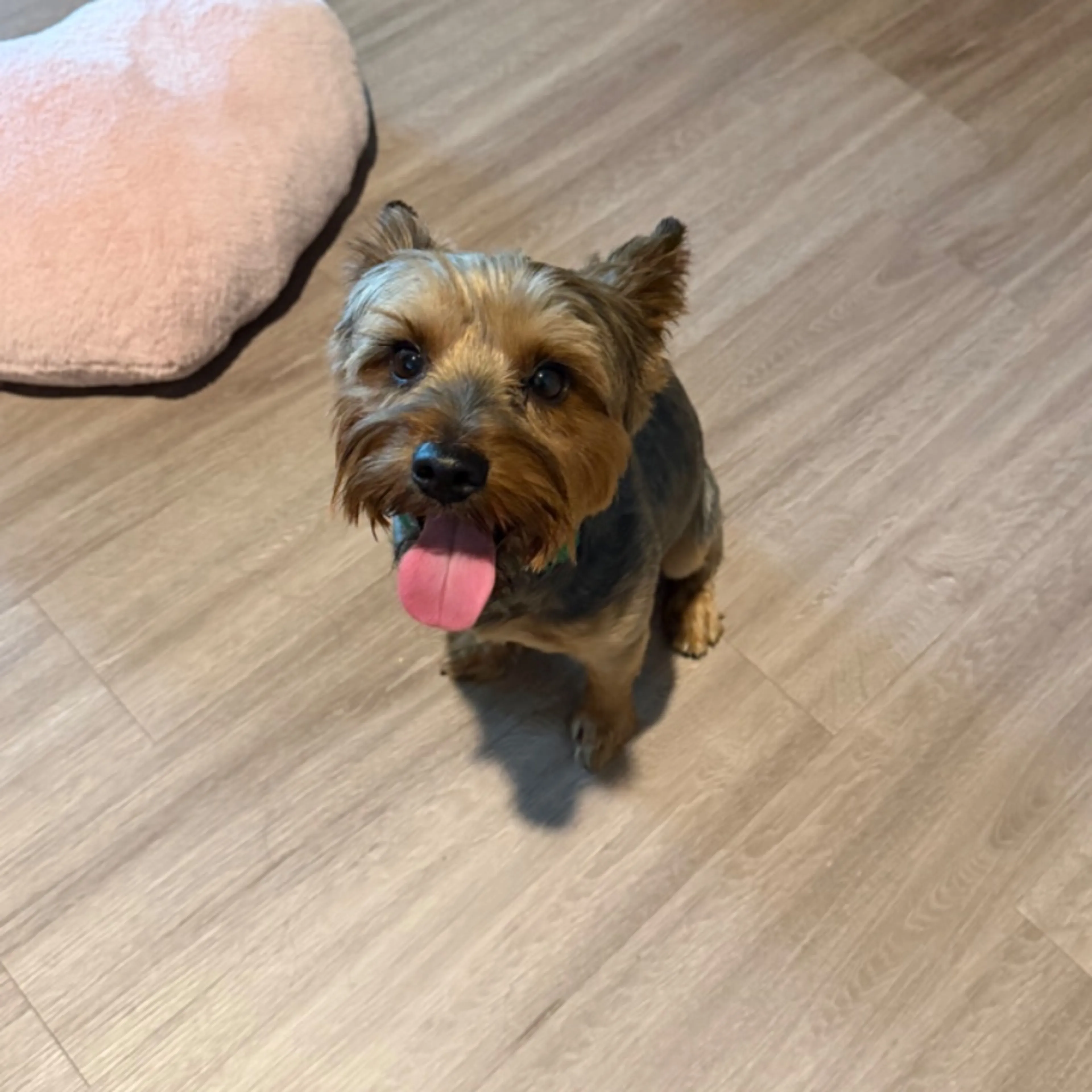 Found pet