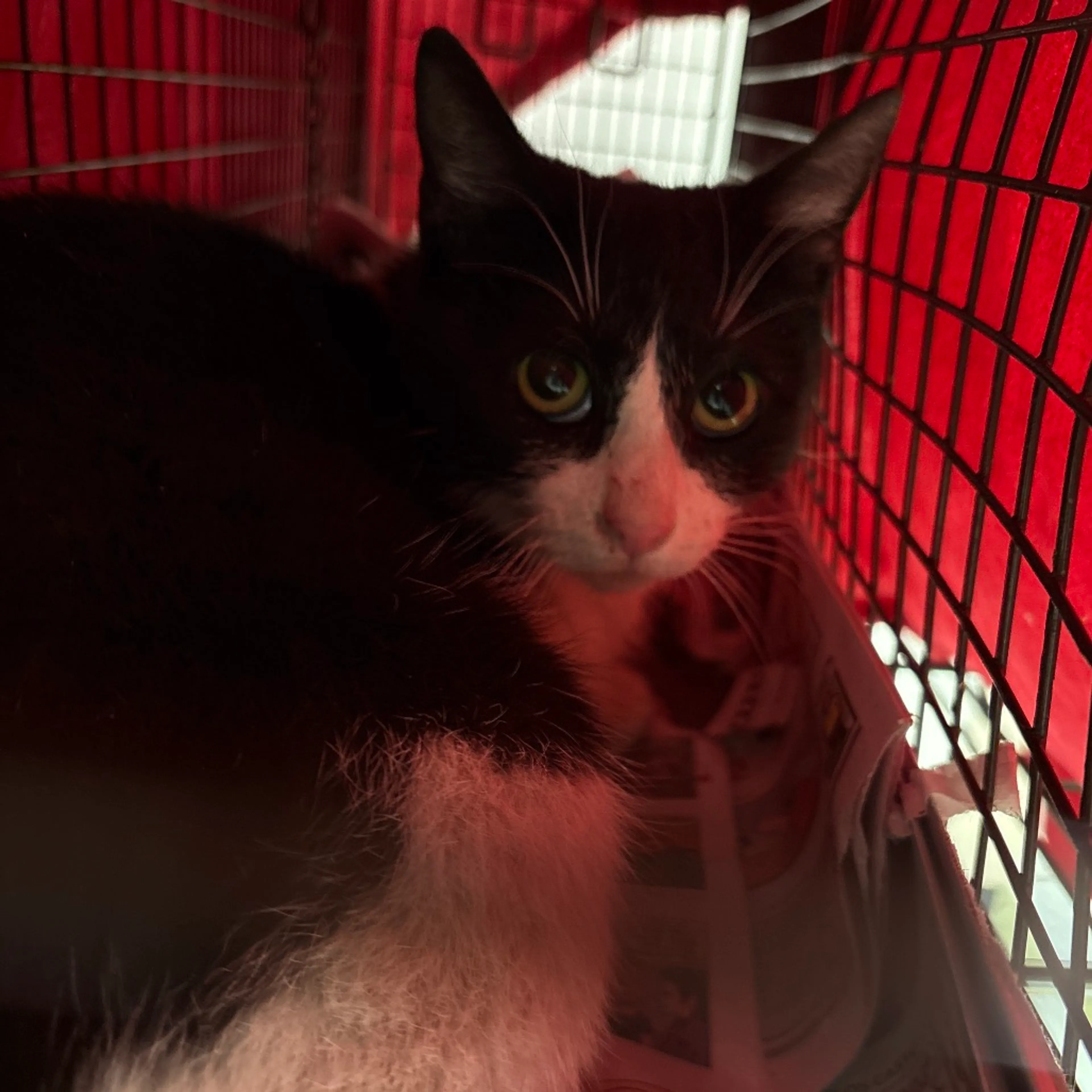 Found pet