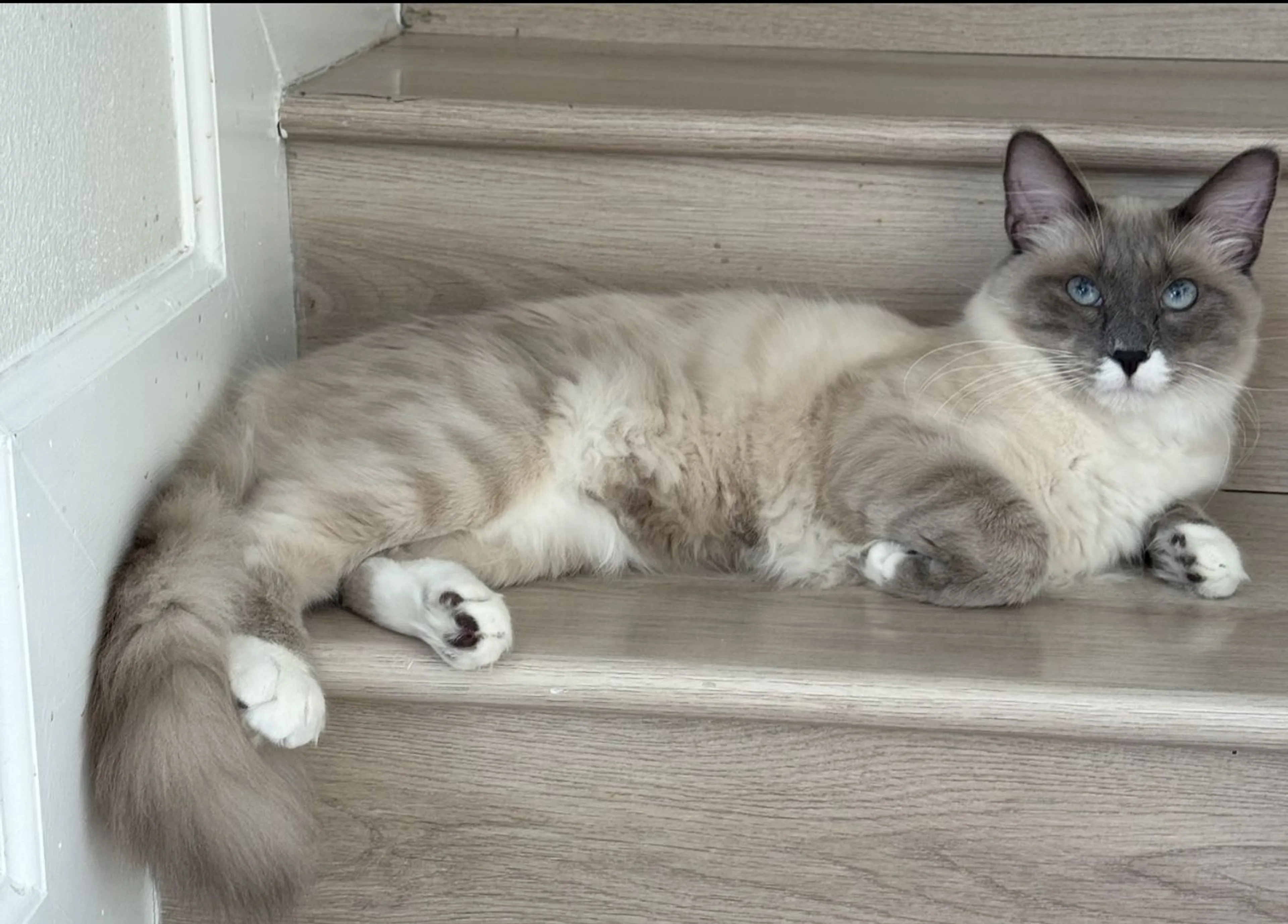 Lost pet