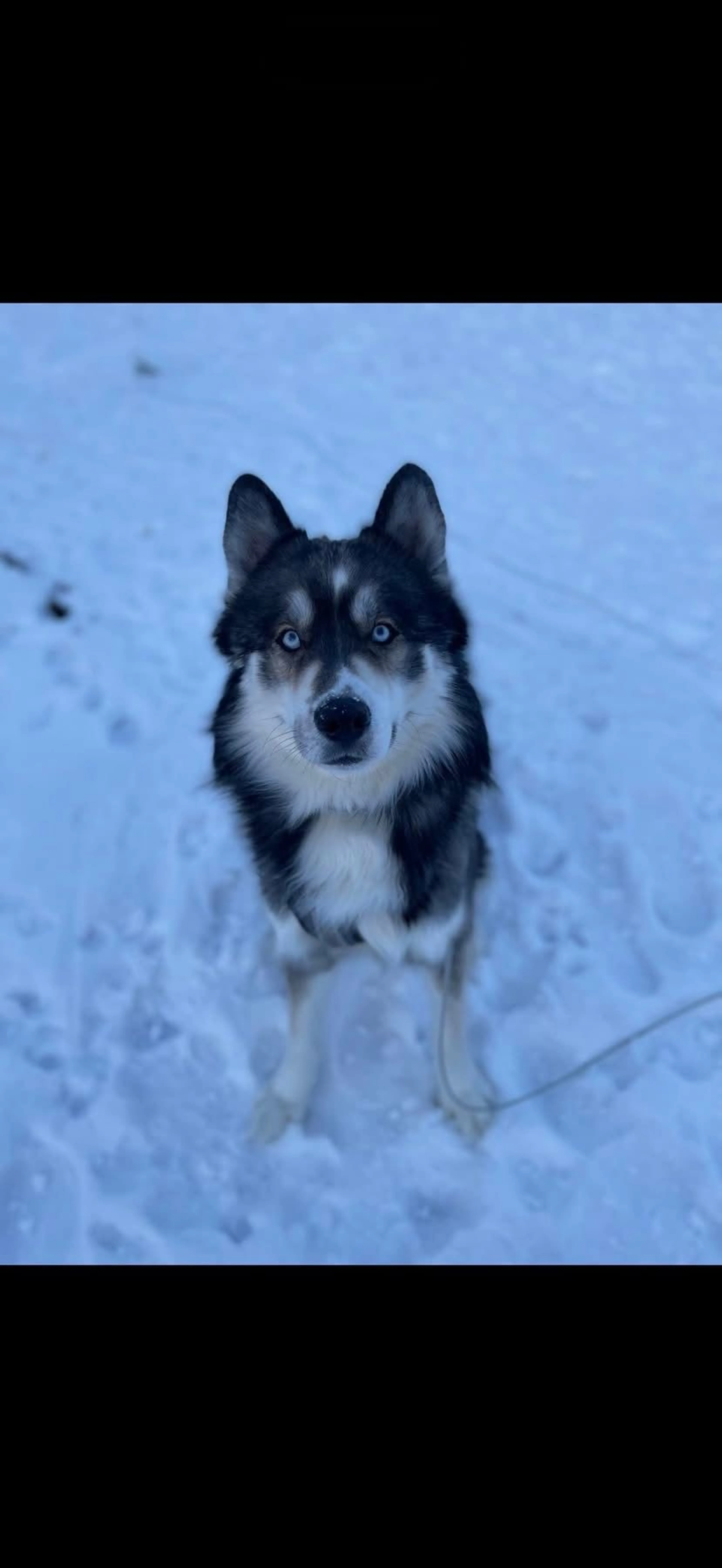 Lost pet-0