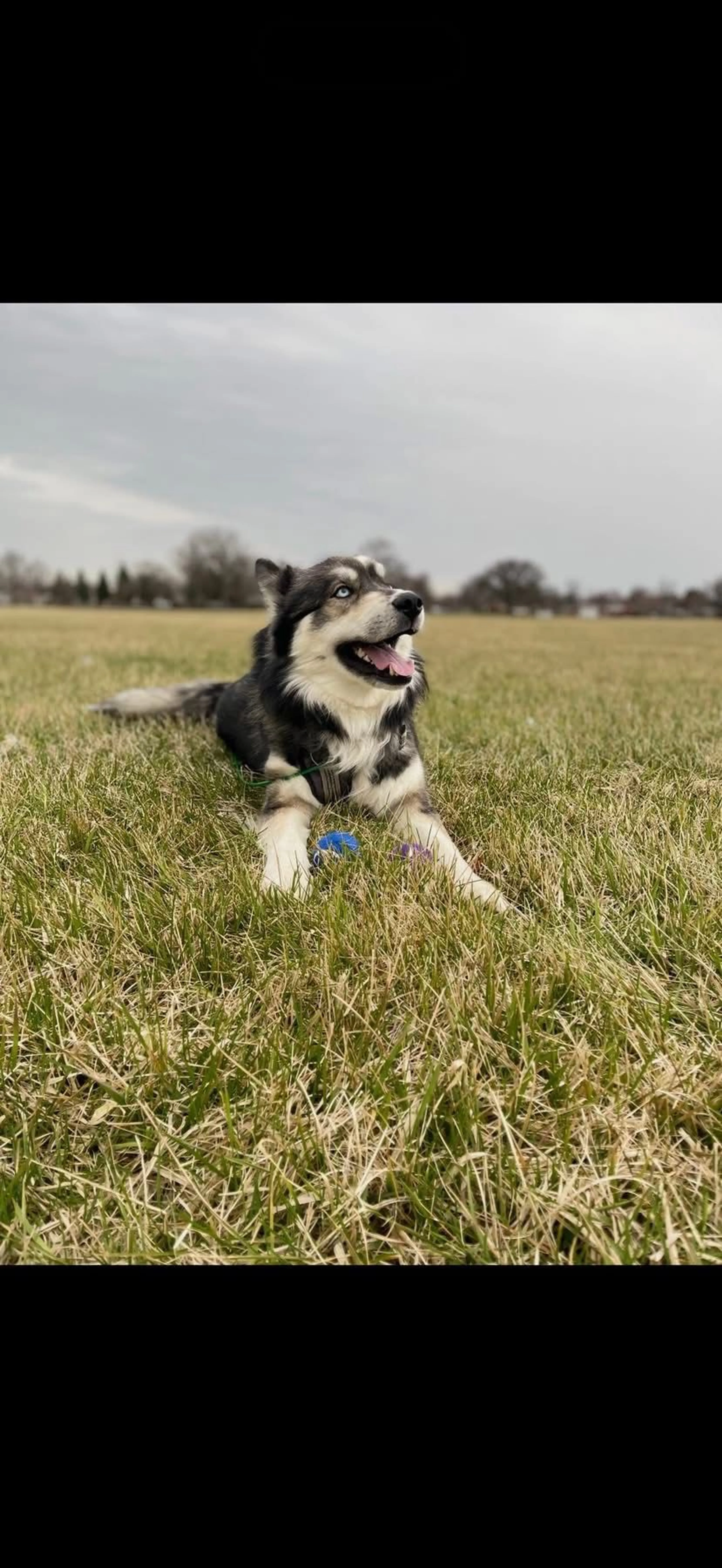 Lost pet-2