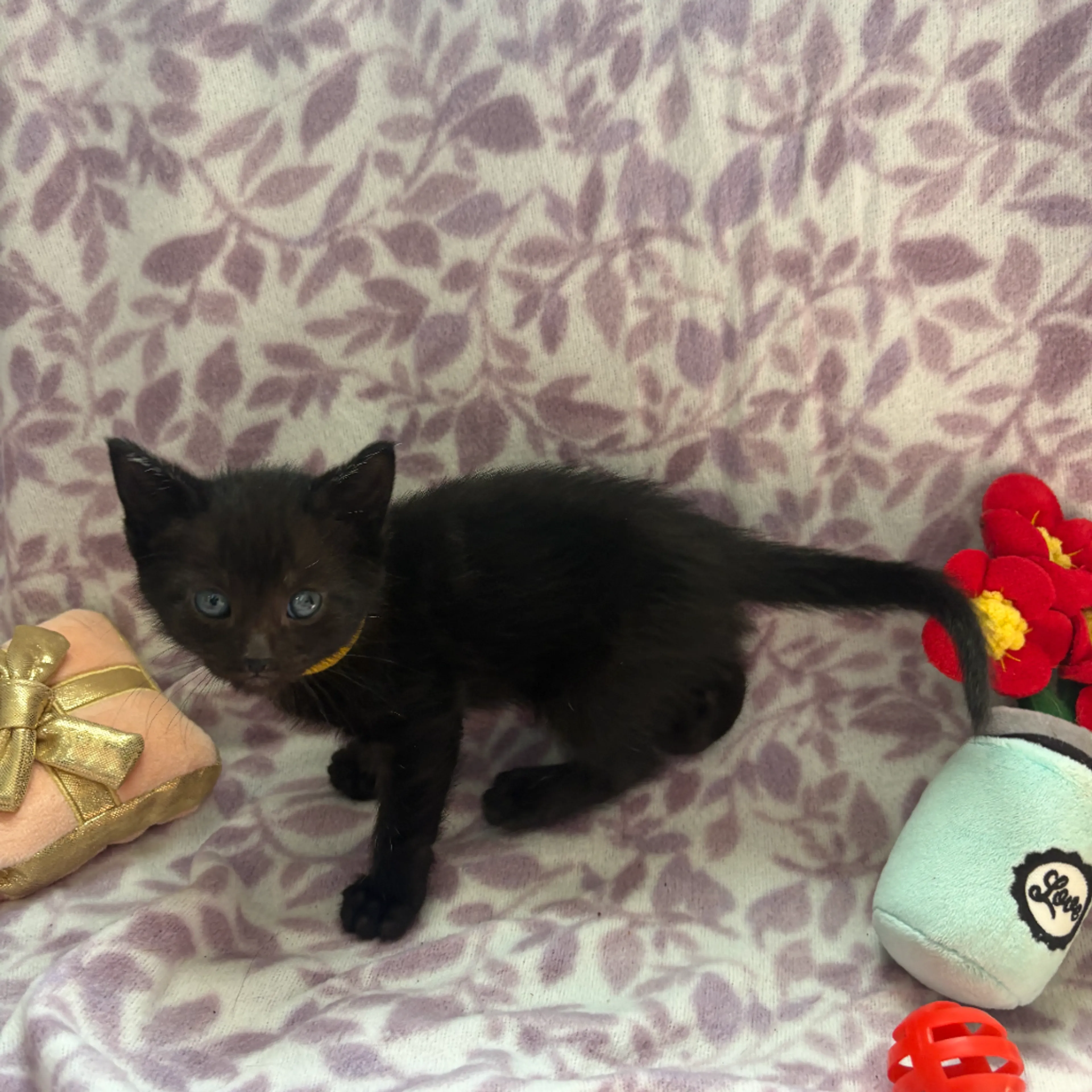 Found pet-2