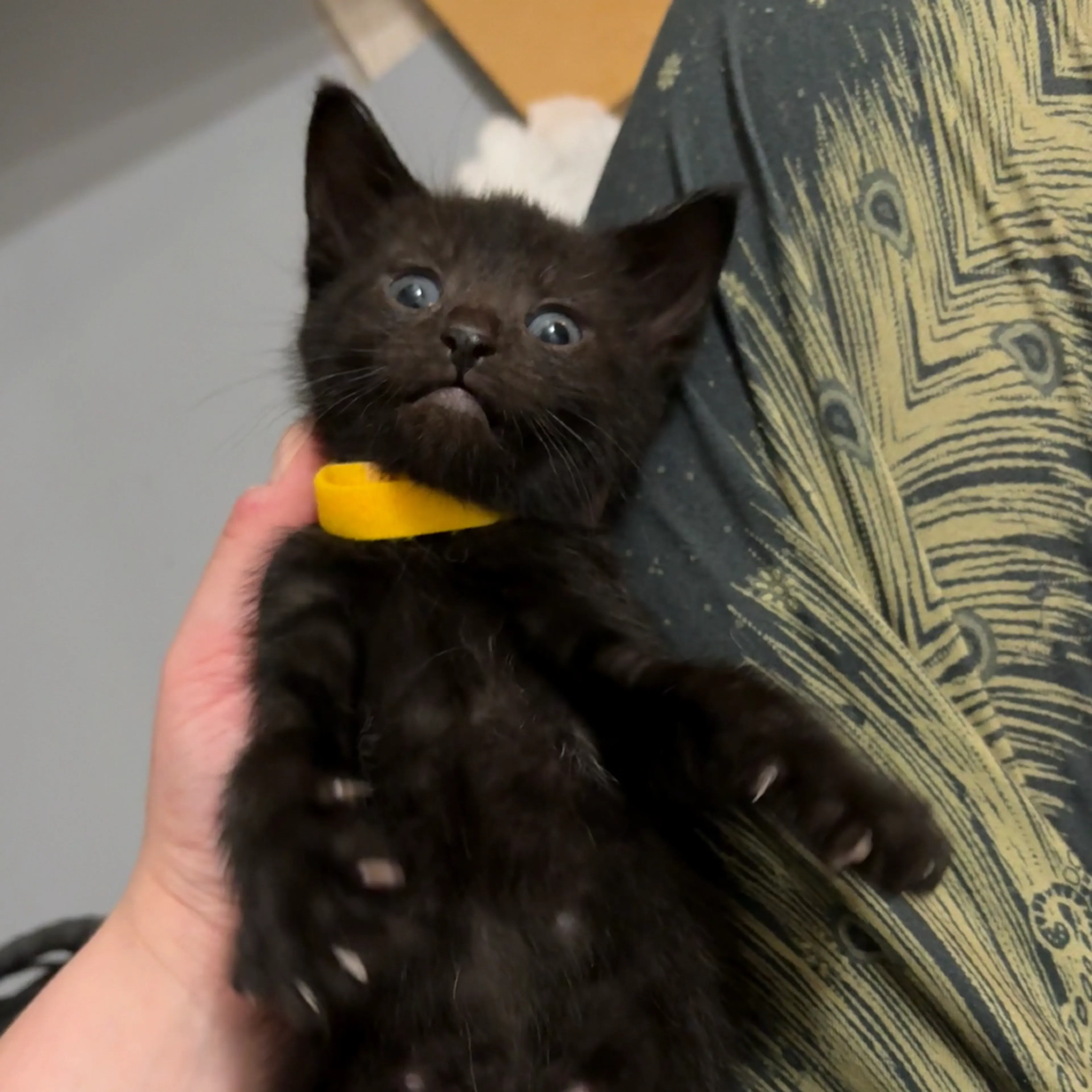 Found pet-4