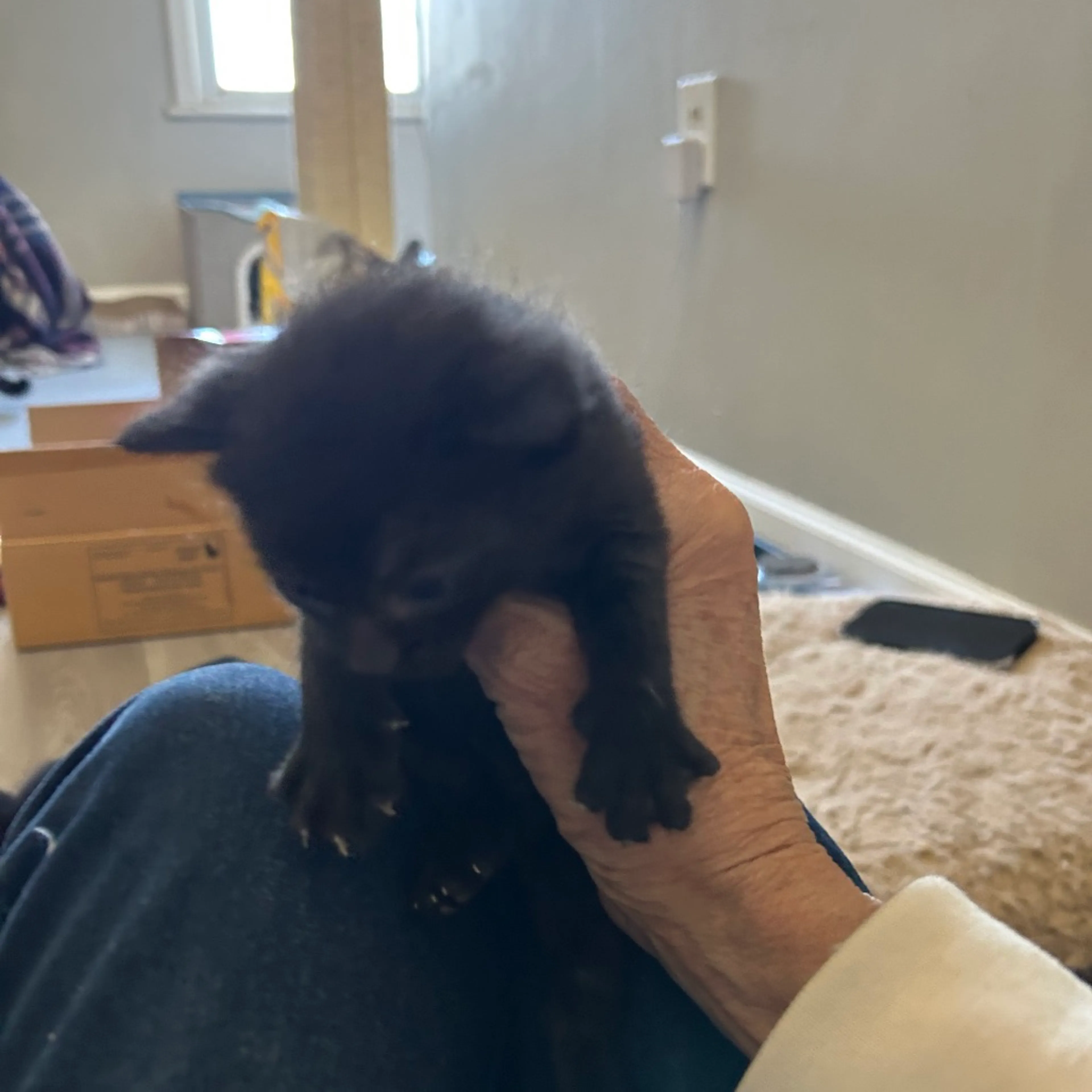 Found pet-1