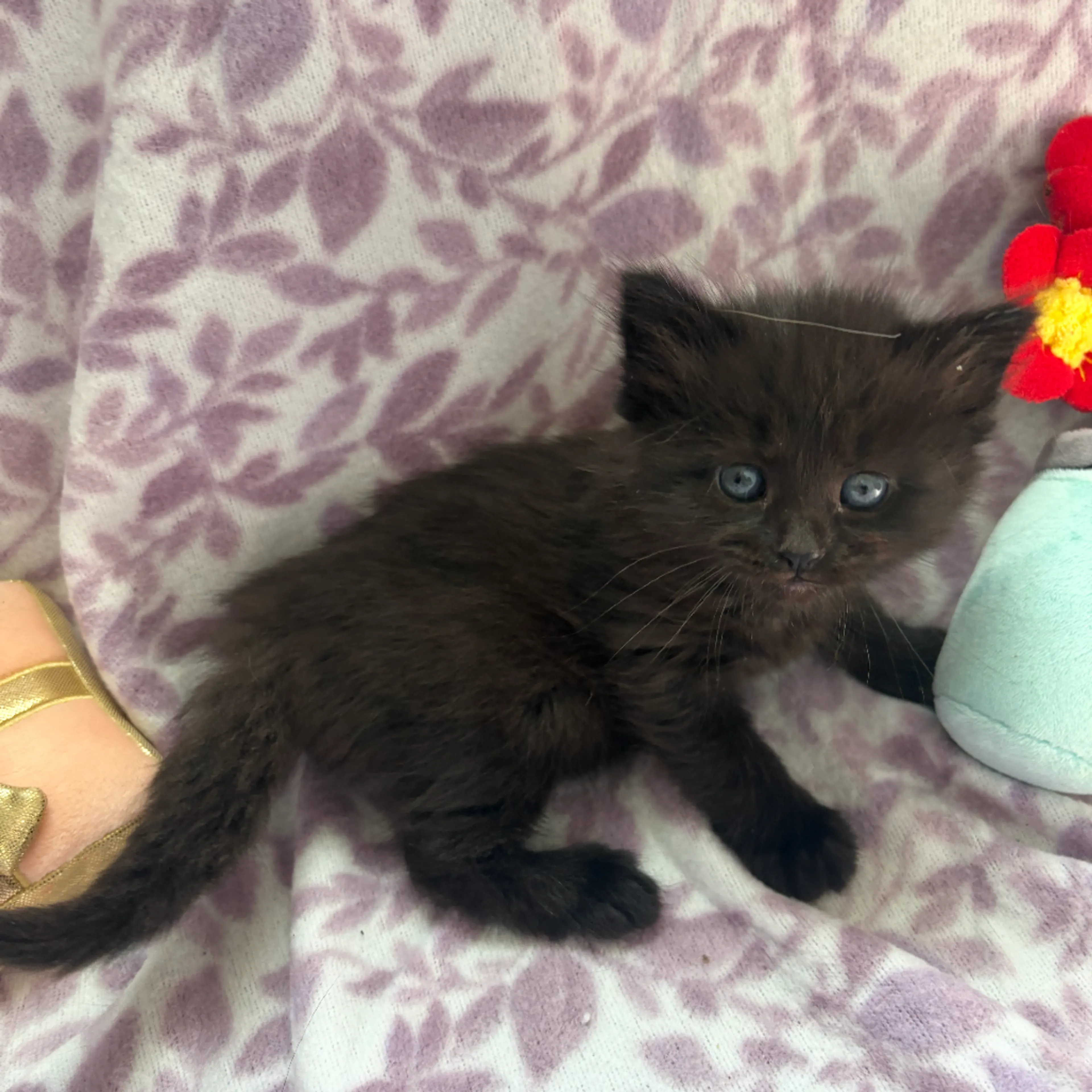 Found pet-3