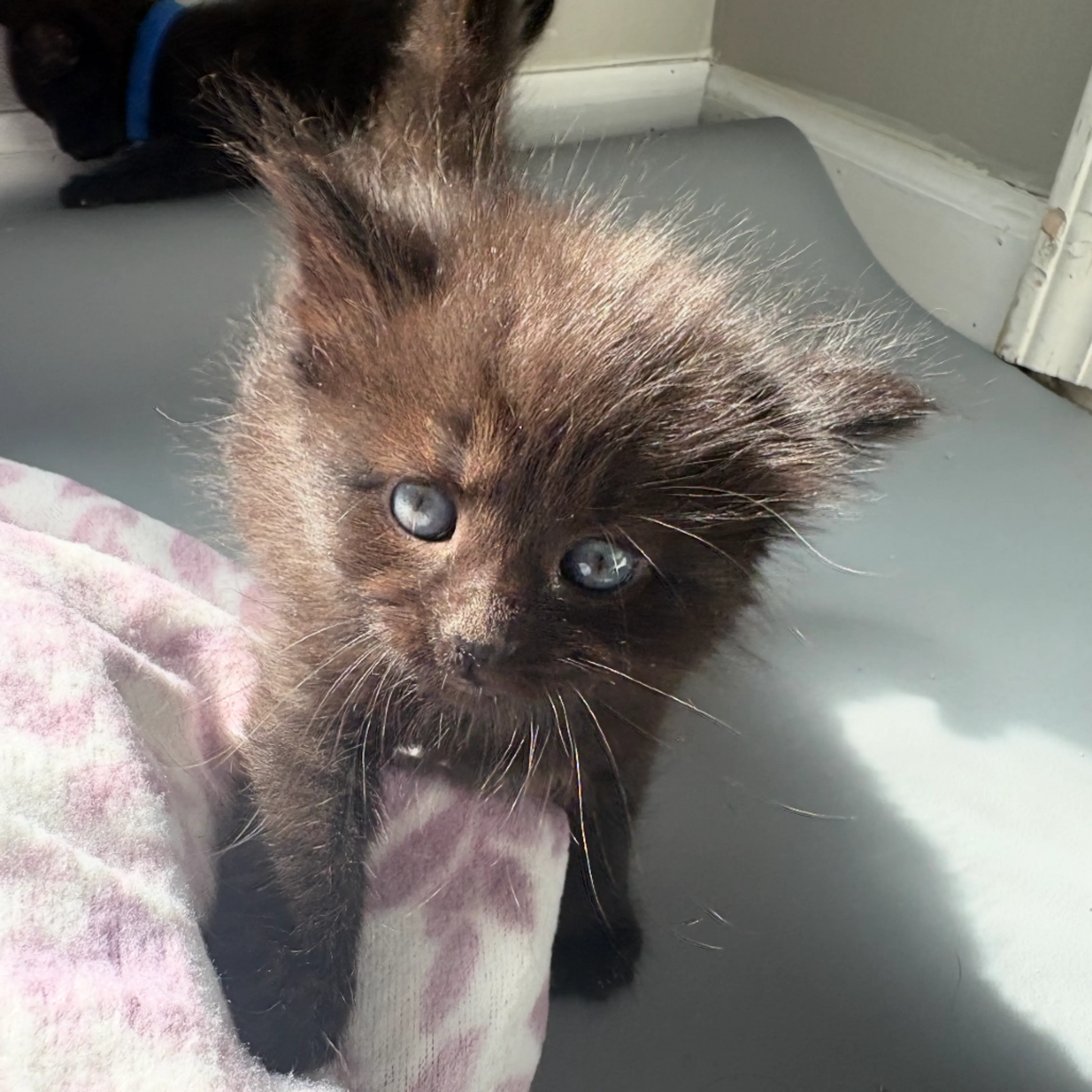 Found pet-4