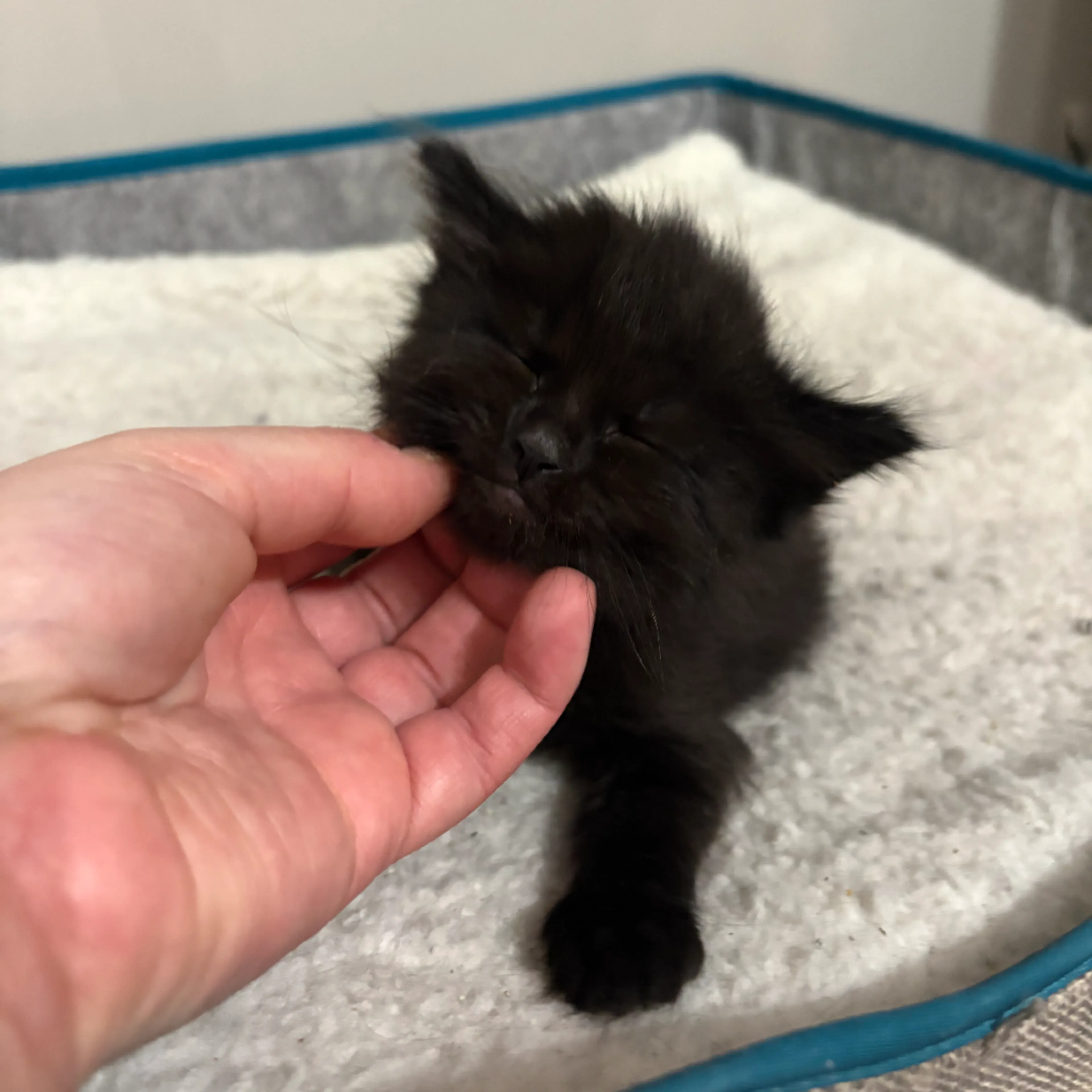 Found pet-2
