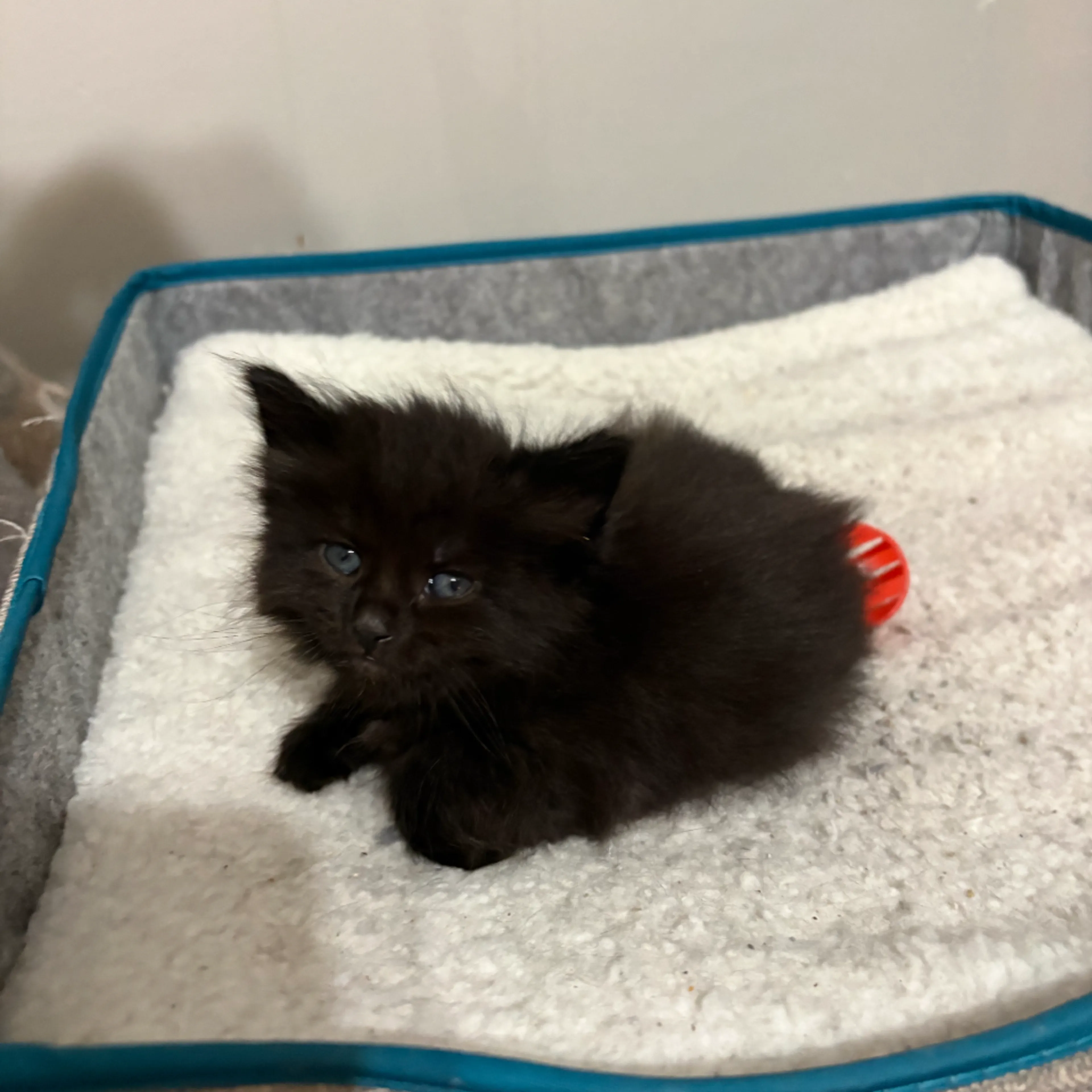 Found pet-0