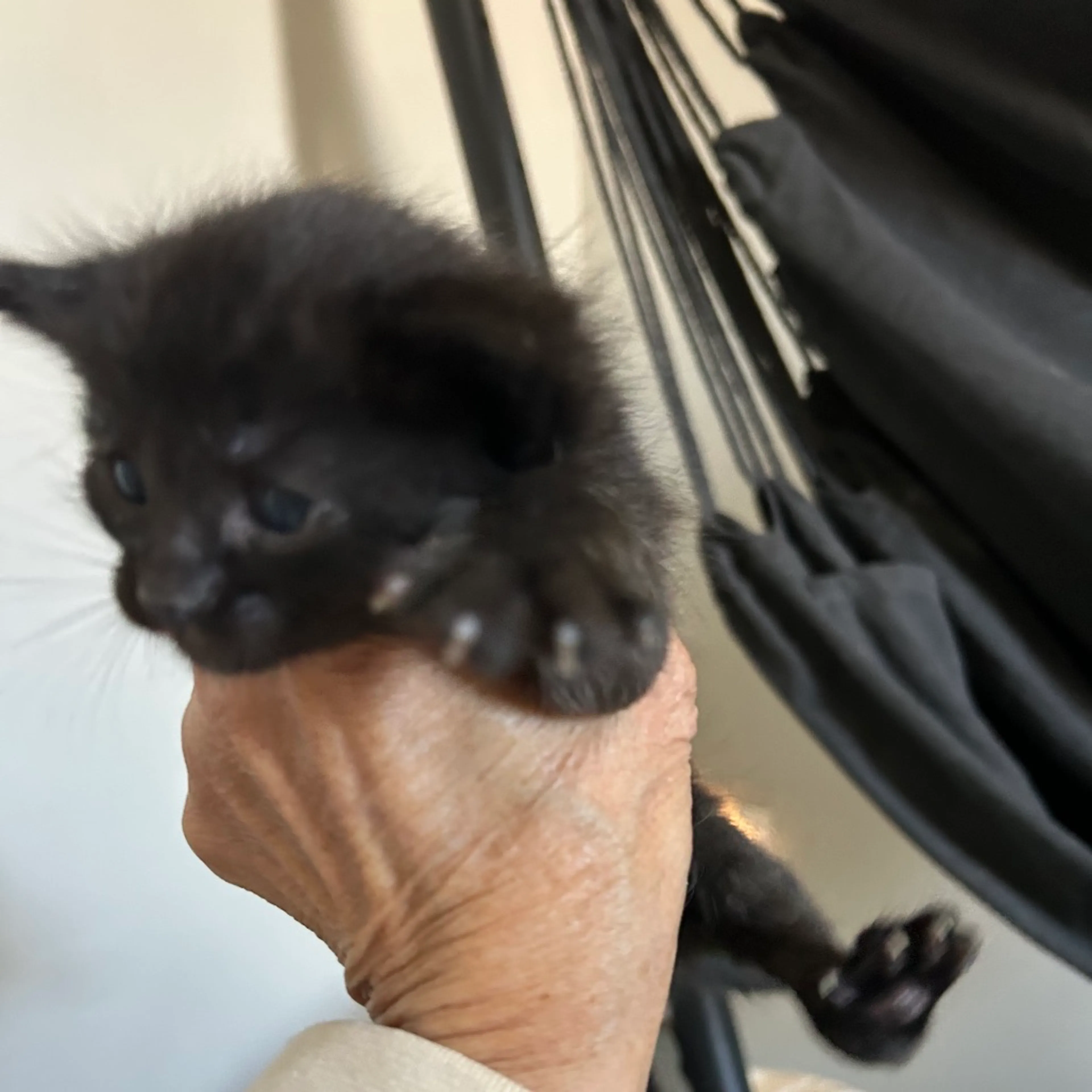 Found pet-1