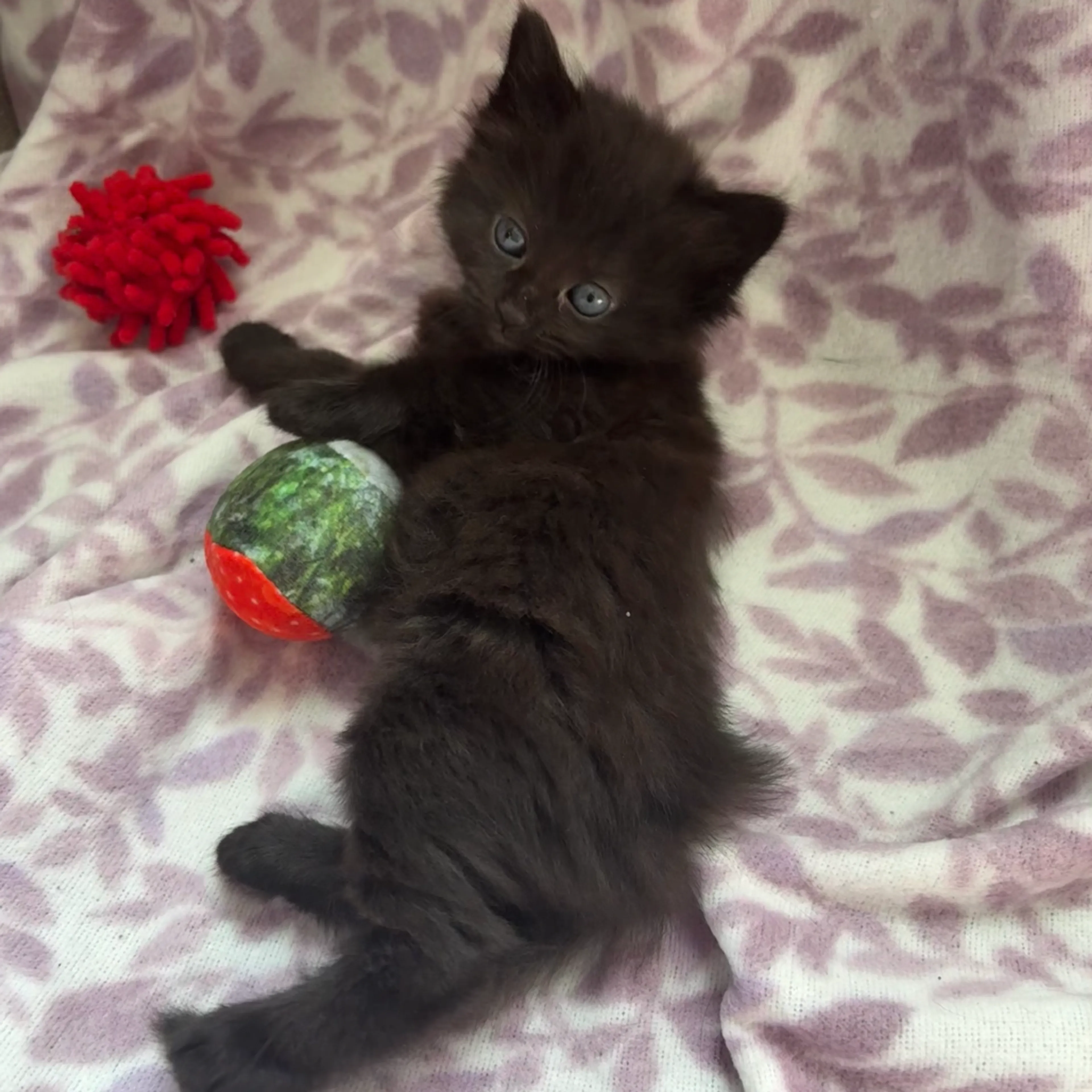 Found pet-2