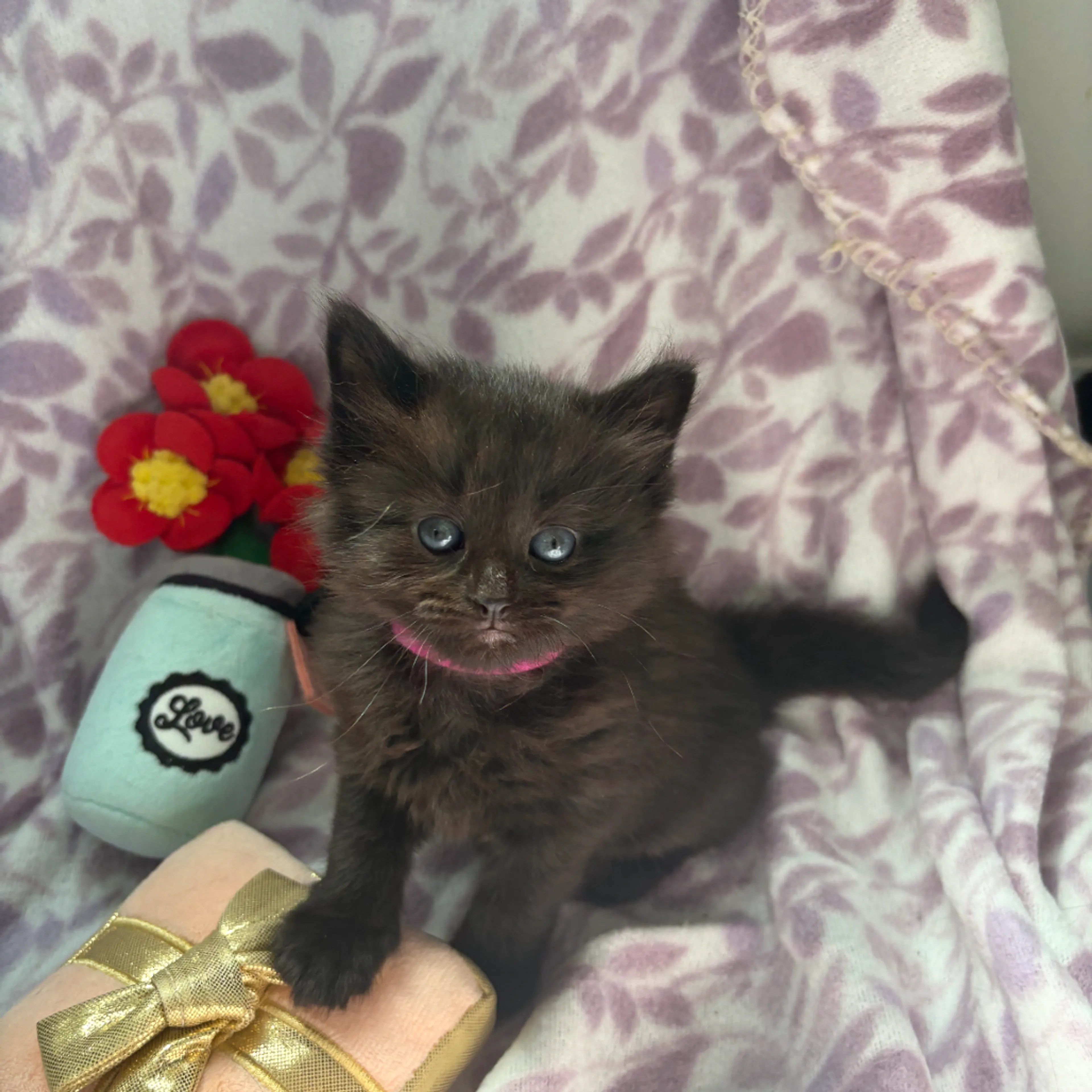 Found pet-0
