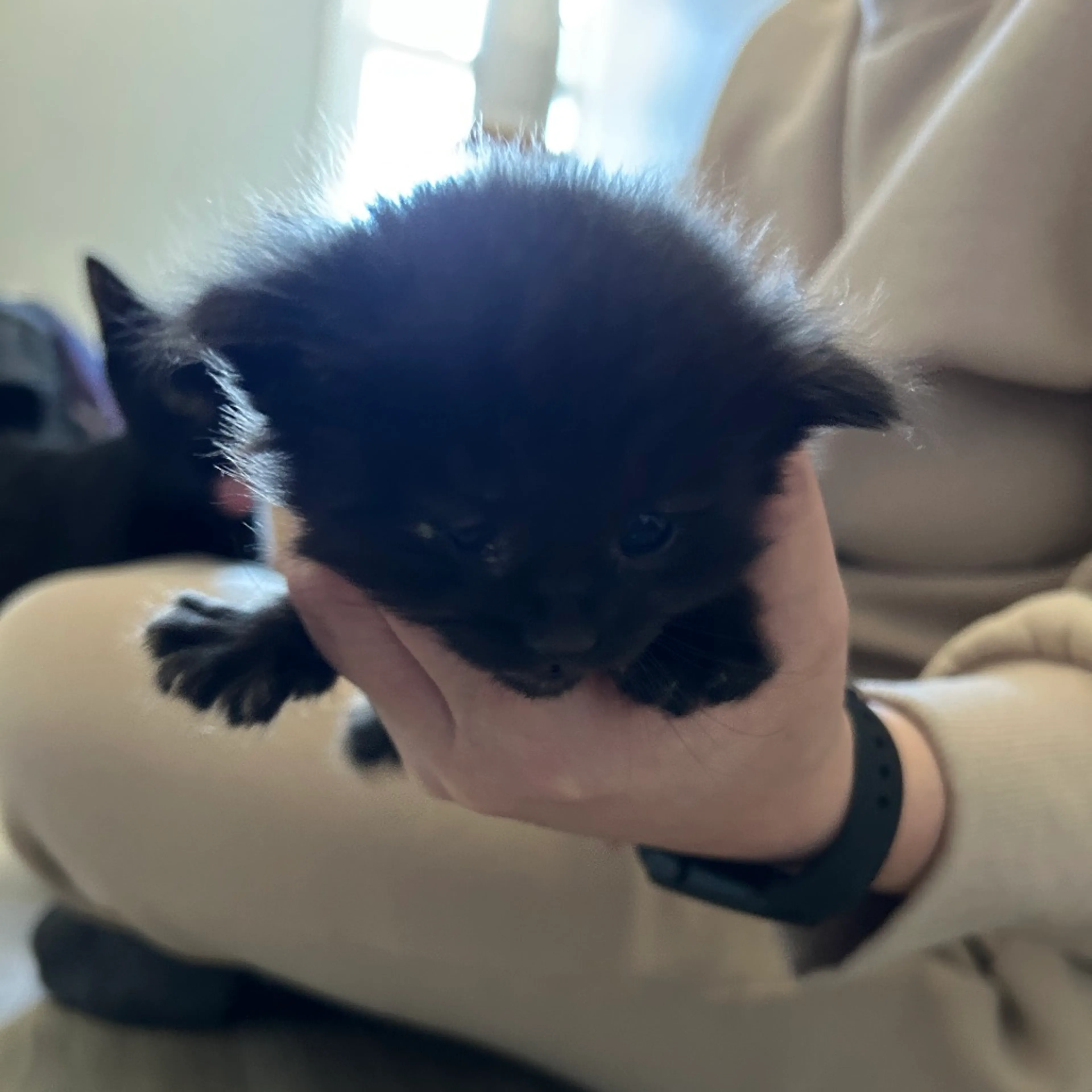 Found pet-1