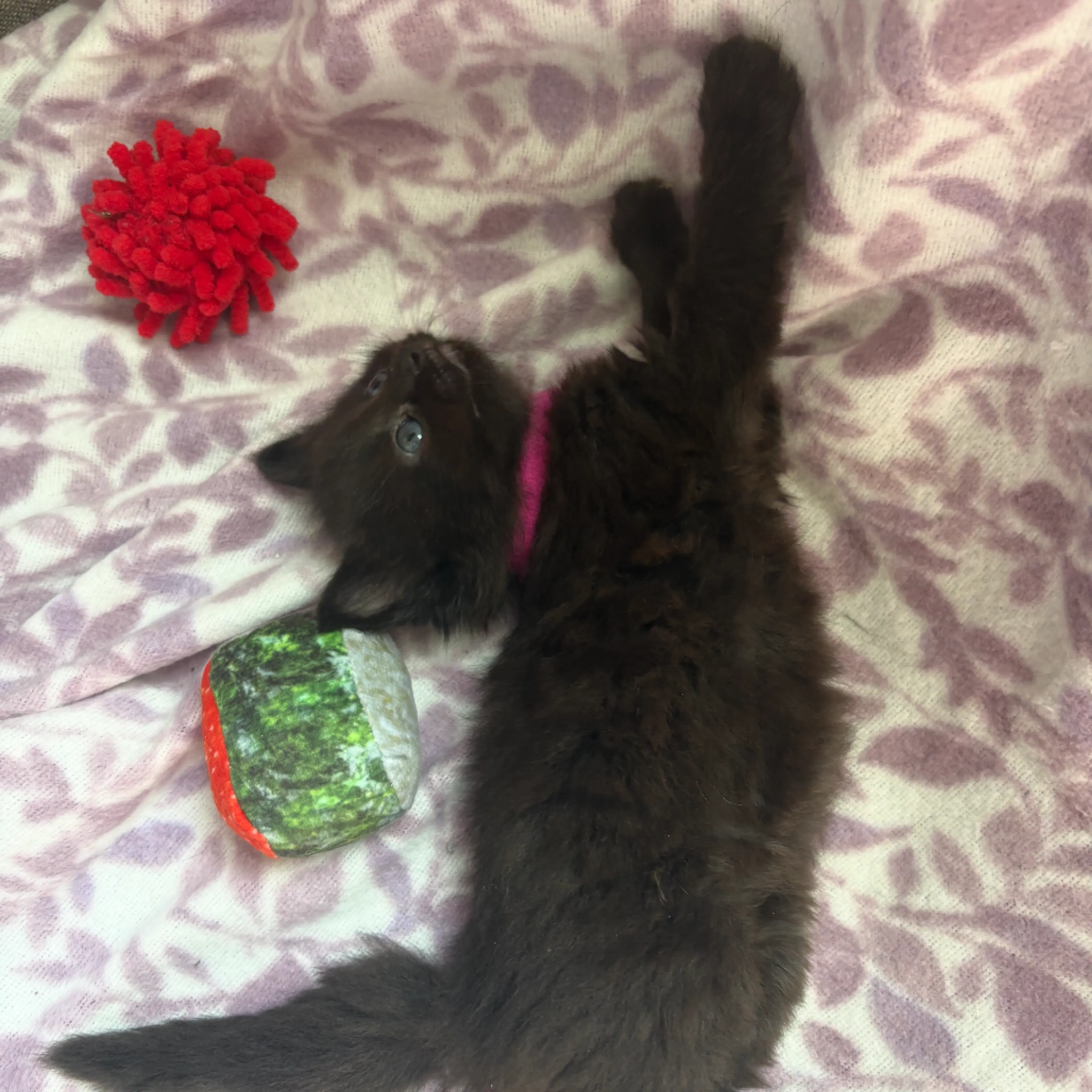 Found pet-4