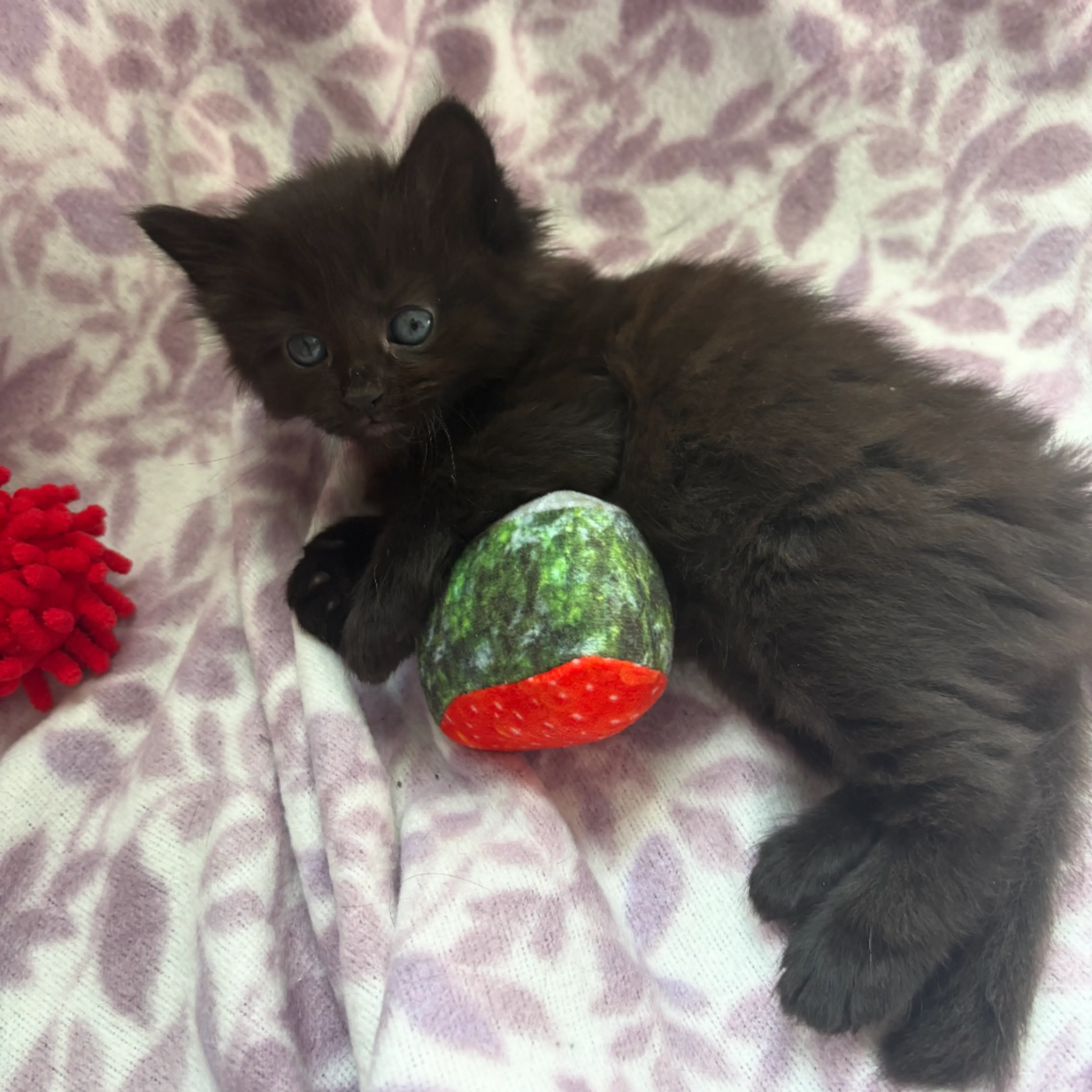 Found pet-3