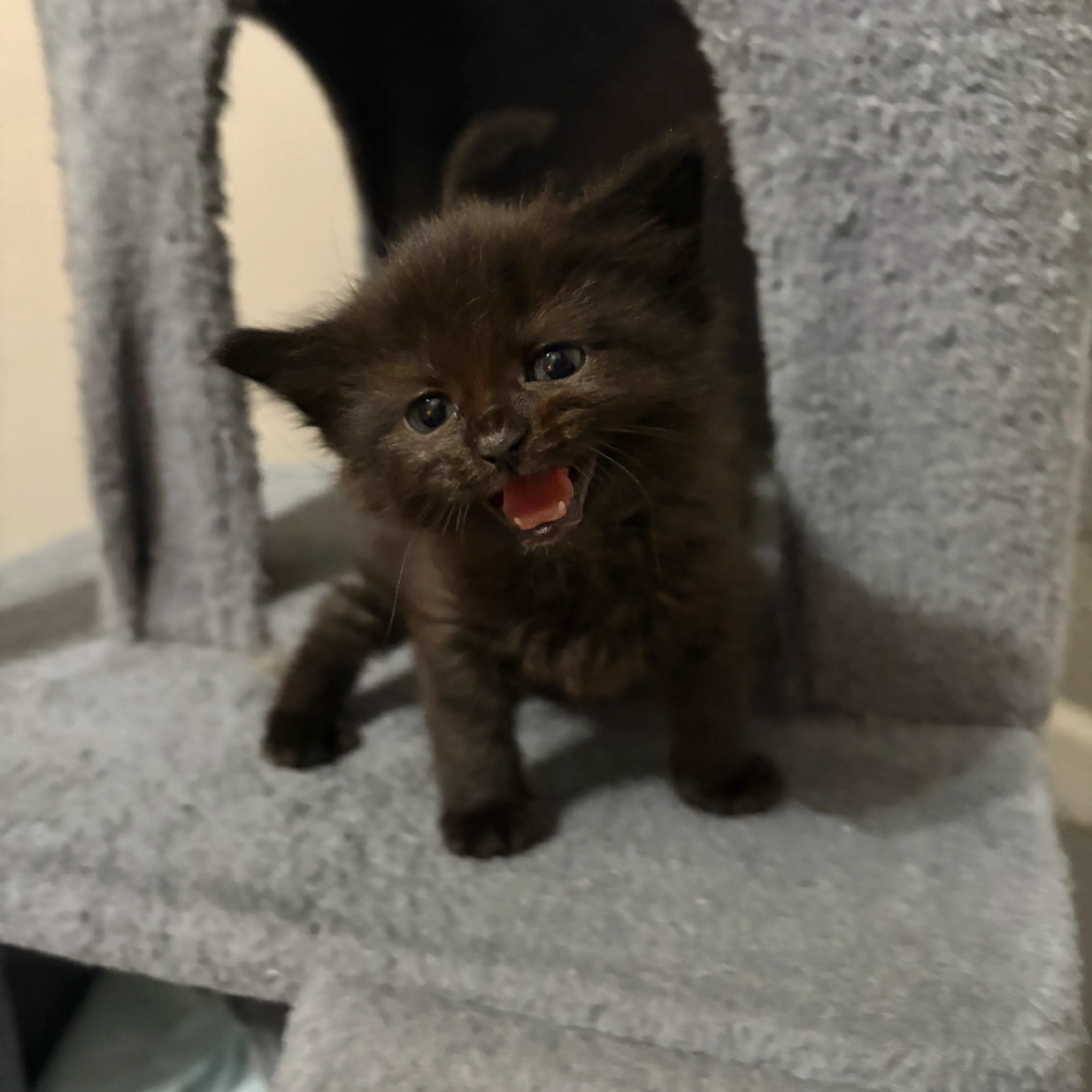 Found pet-7