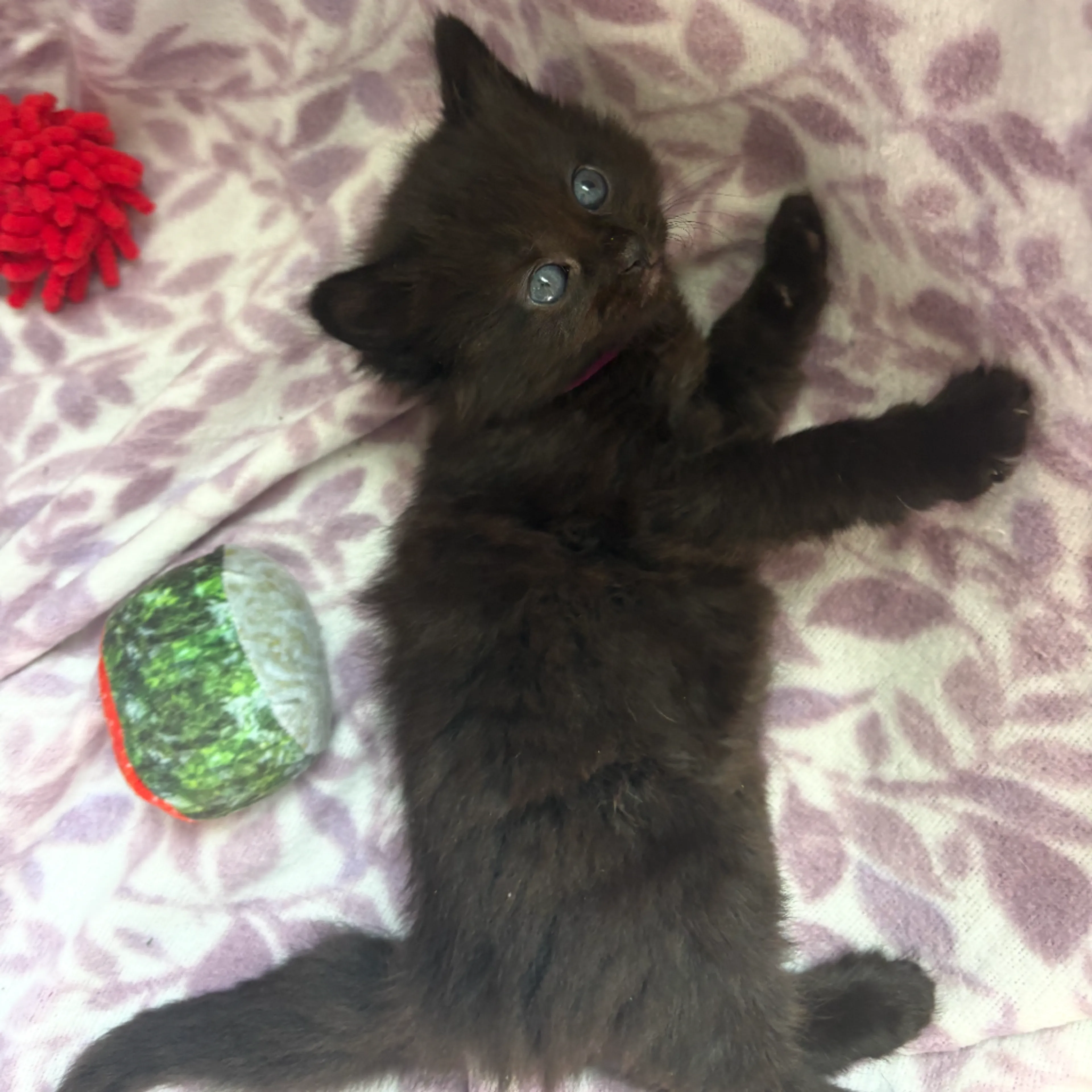 Found pet-5