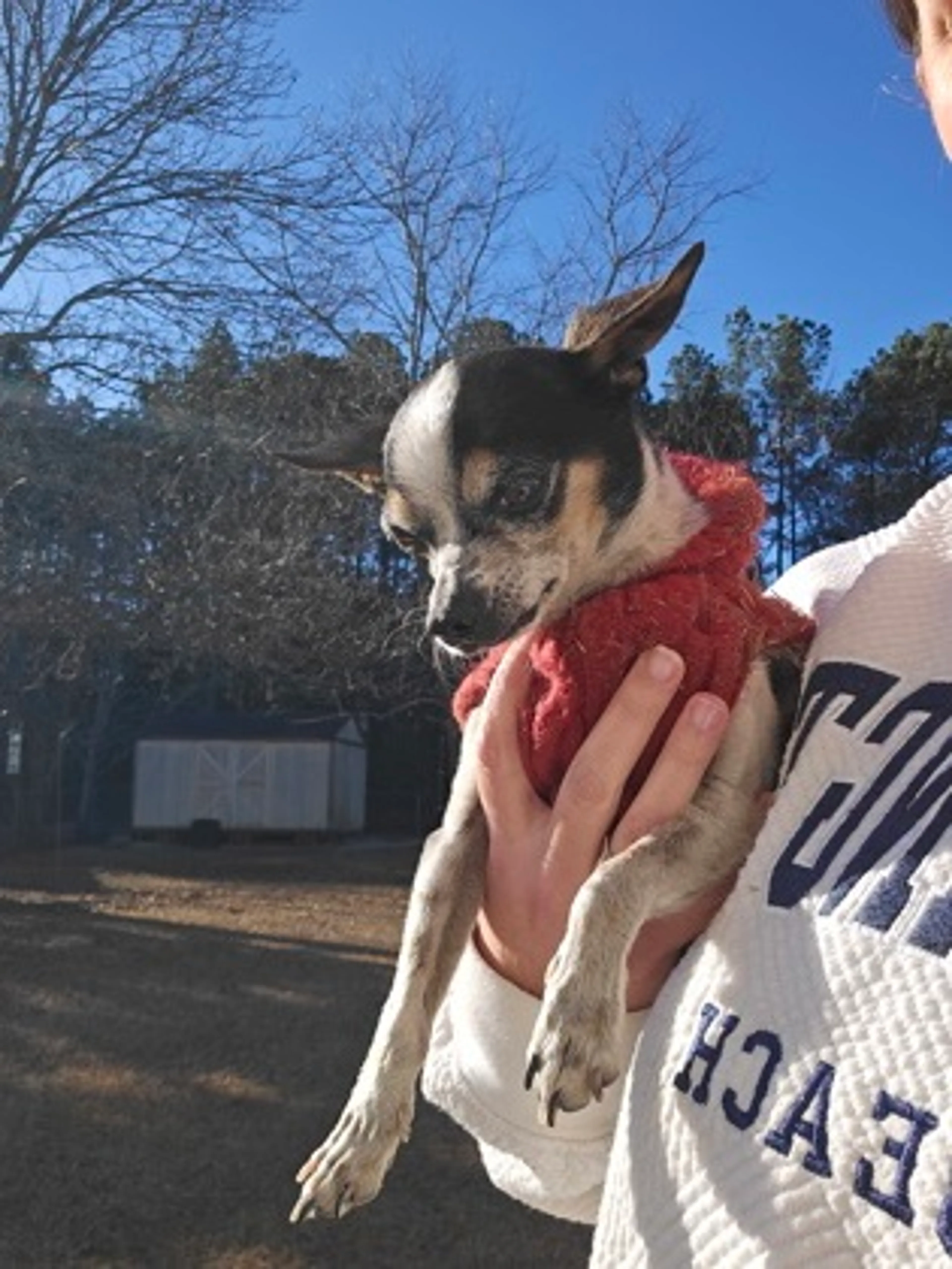 Found pet-1