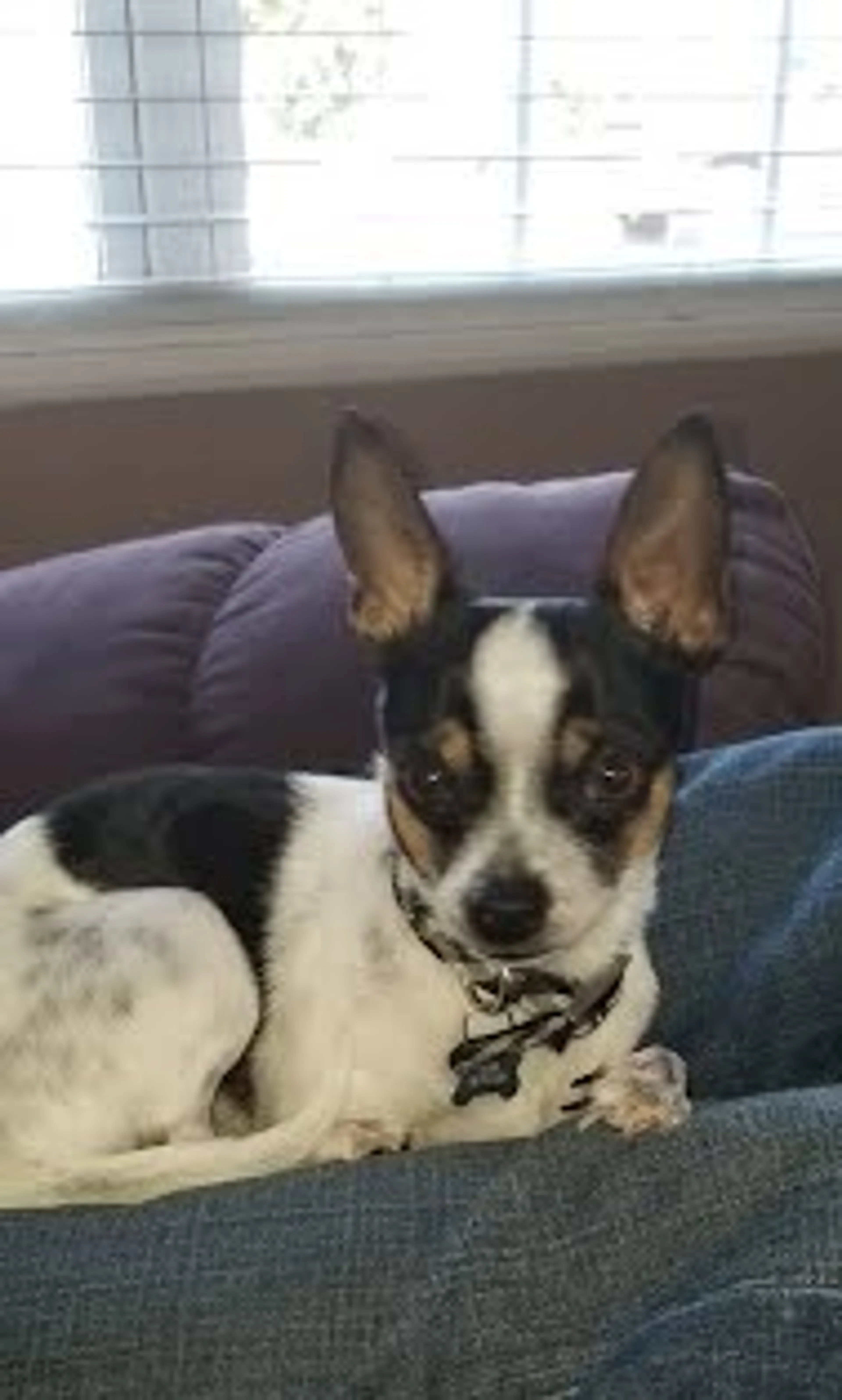 Found pet-0