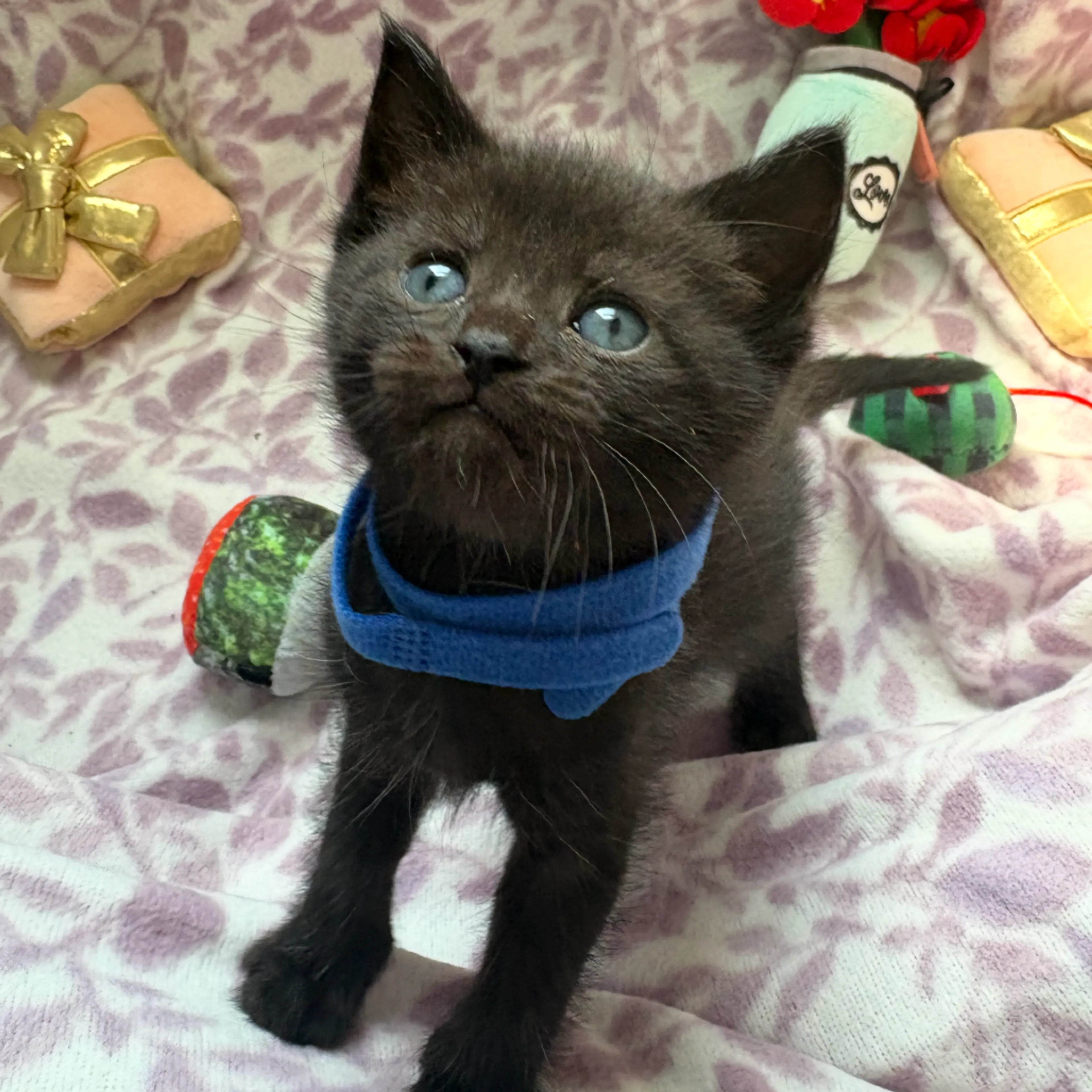 Found pet-3