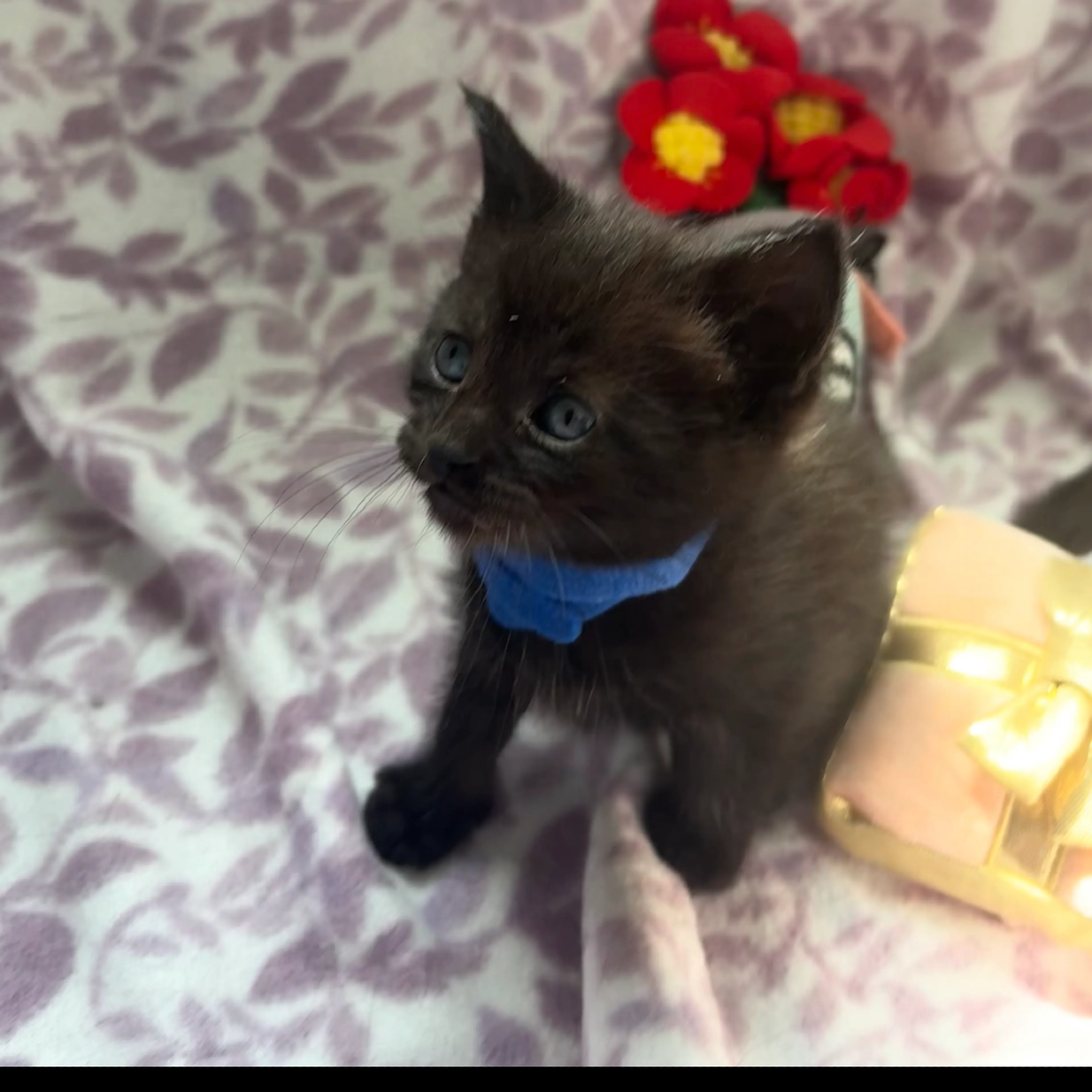 Found pet-4