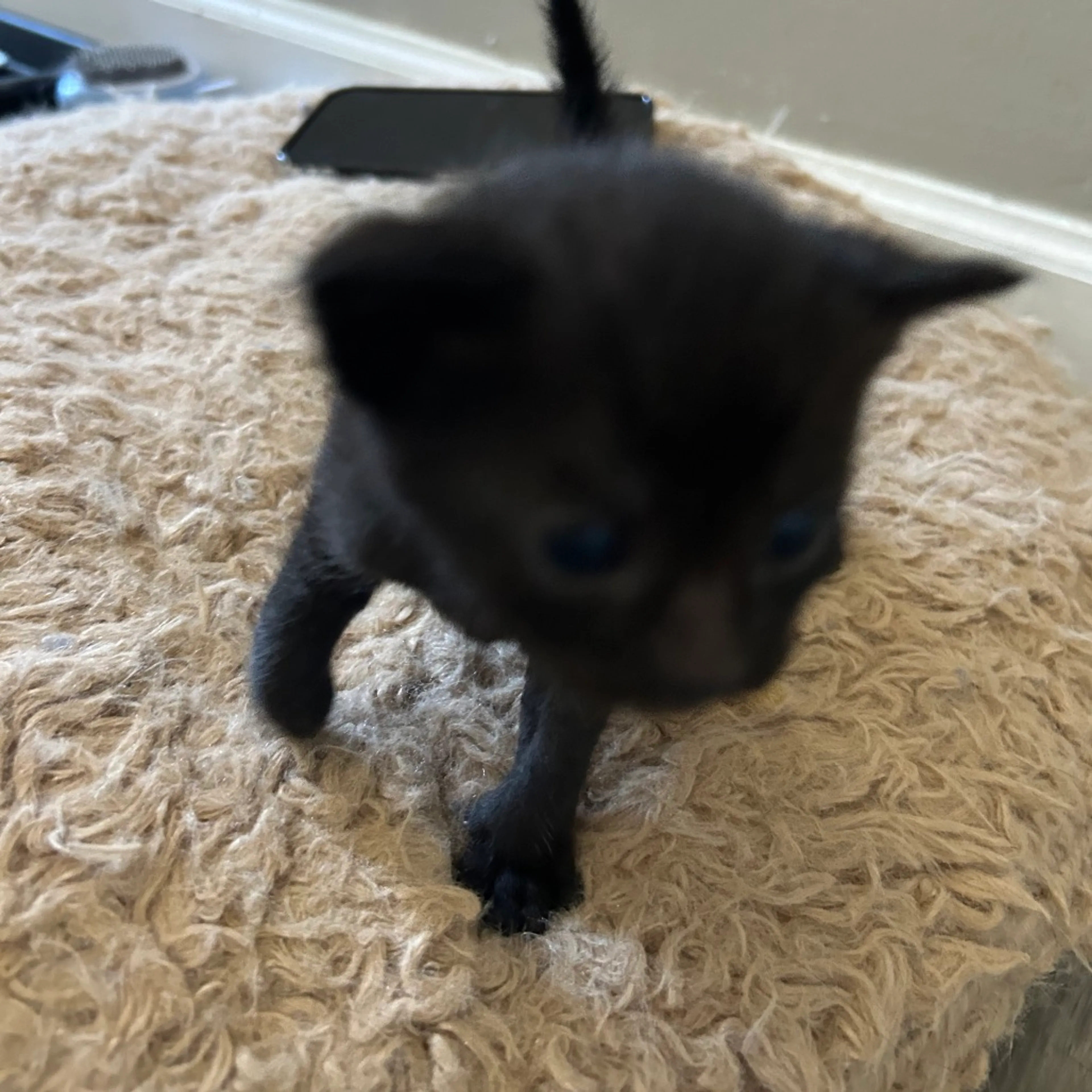 Found pet-1