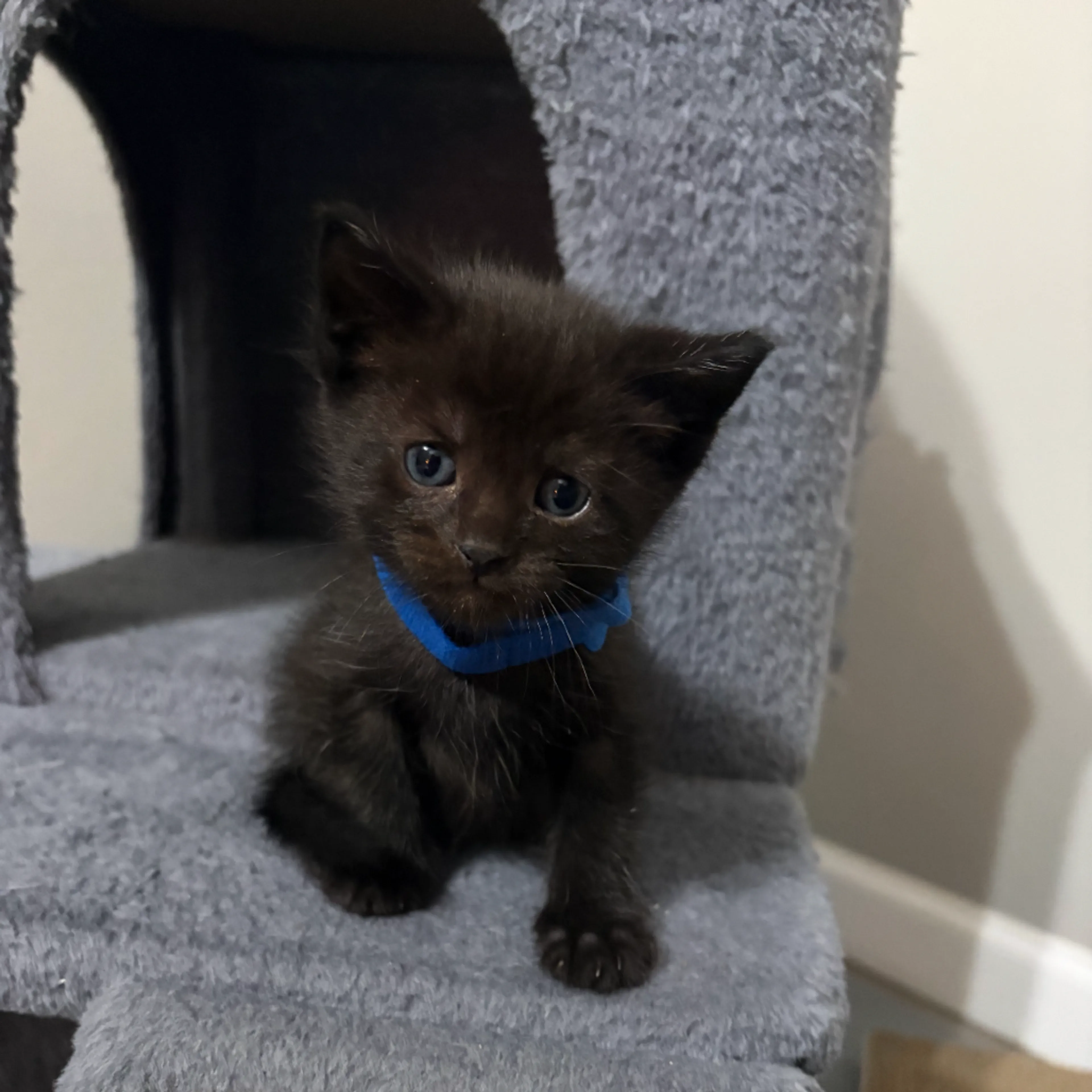 Found pet-0