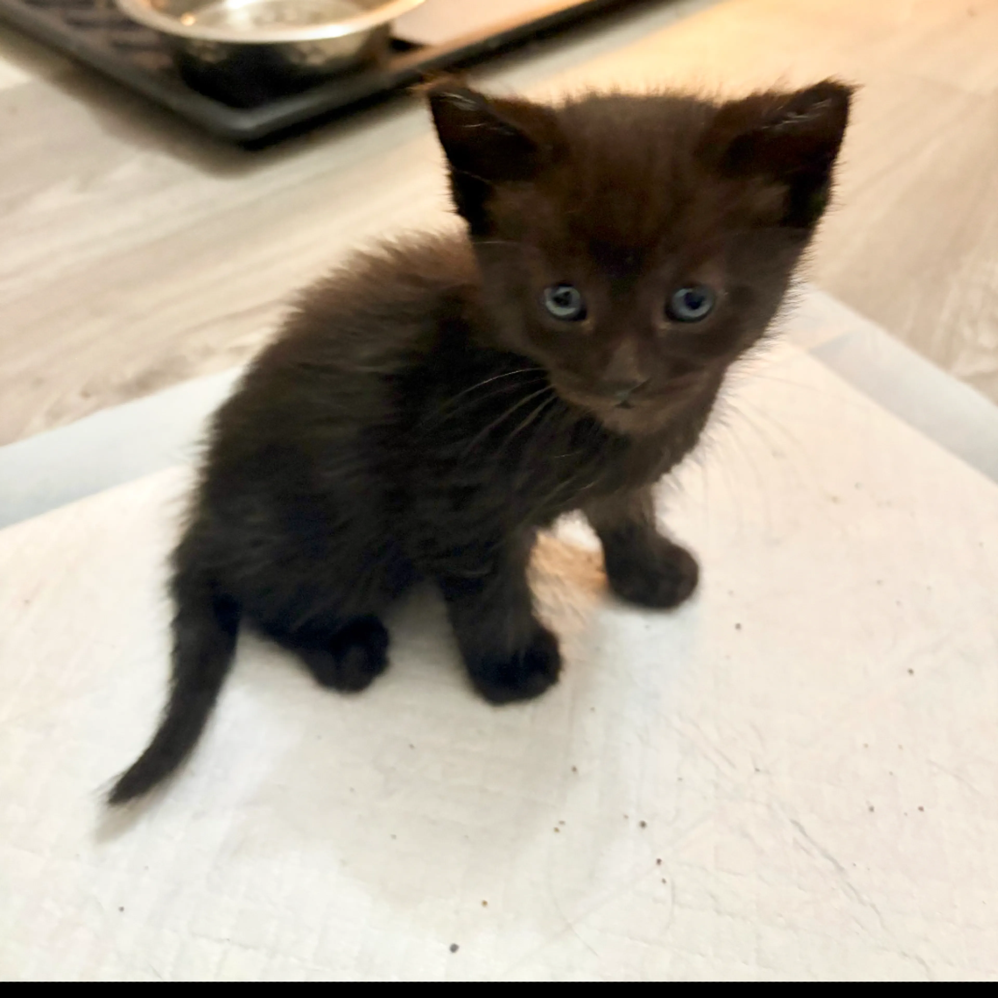 Found pet-2